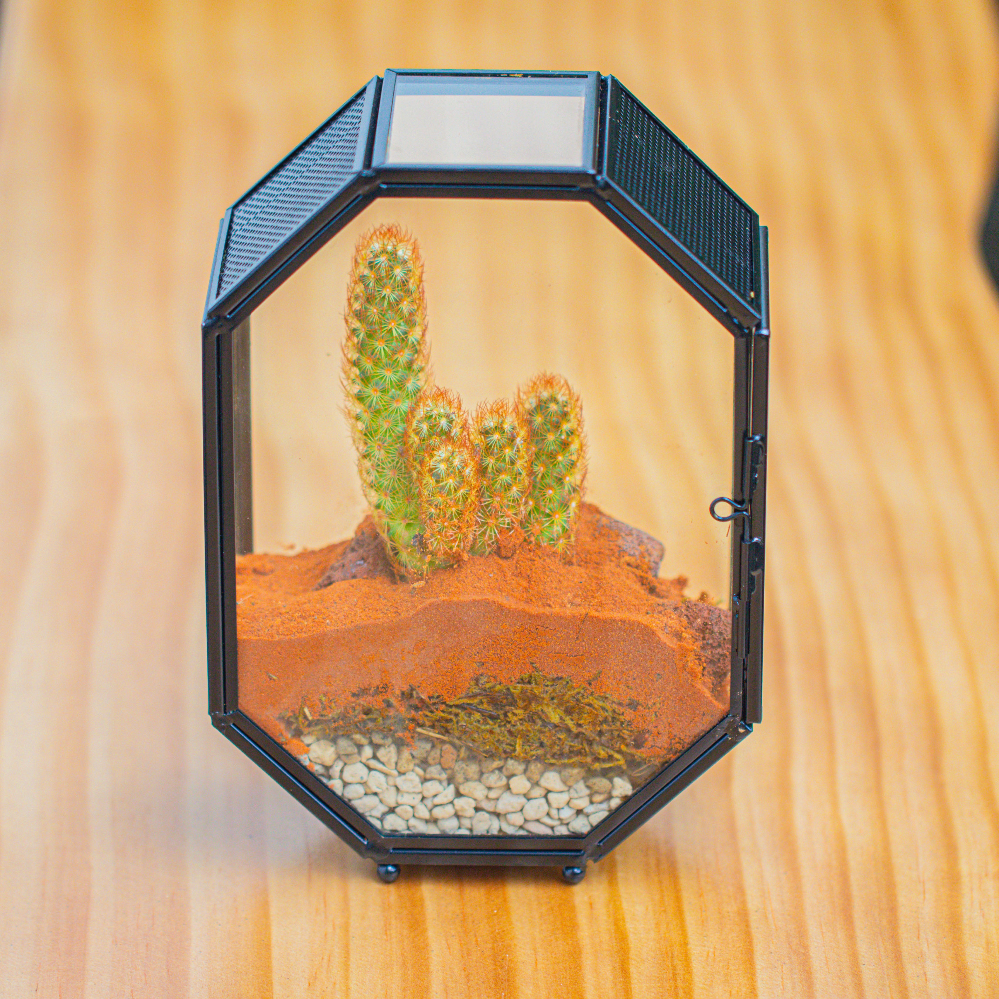 Mini 5x7 inches Octagon Shape Glass Geometric Terrarium Enclosure with Side Vent  for Small Insect, Jumping Spider - NCYPgarden