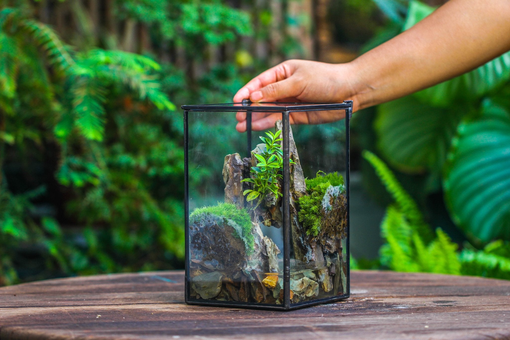 miniature live plants for terrariums NCYP Watertight Open Geometric Glass Tin Terrarium, for small waterpond, Bog, moss landscape, Water pond, Carnivorous Plants 5x5x8inches / 12.7*12.7*