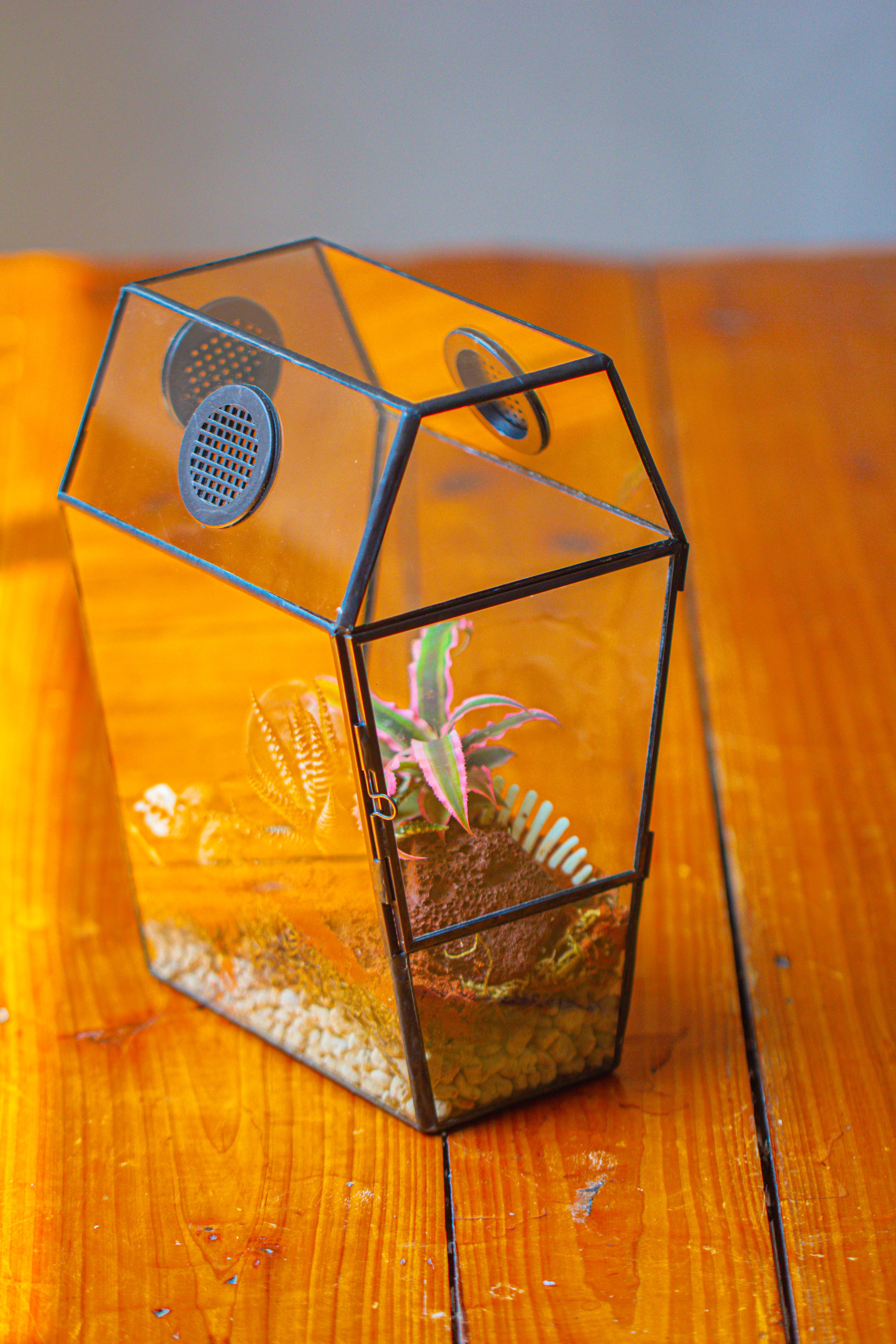 Coffin-Shaped Tin Glass Terrarium Enclosure, Gothic Style, for Jumping Spider, Insects, Snails - NCYPgarden