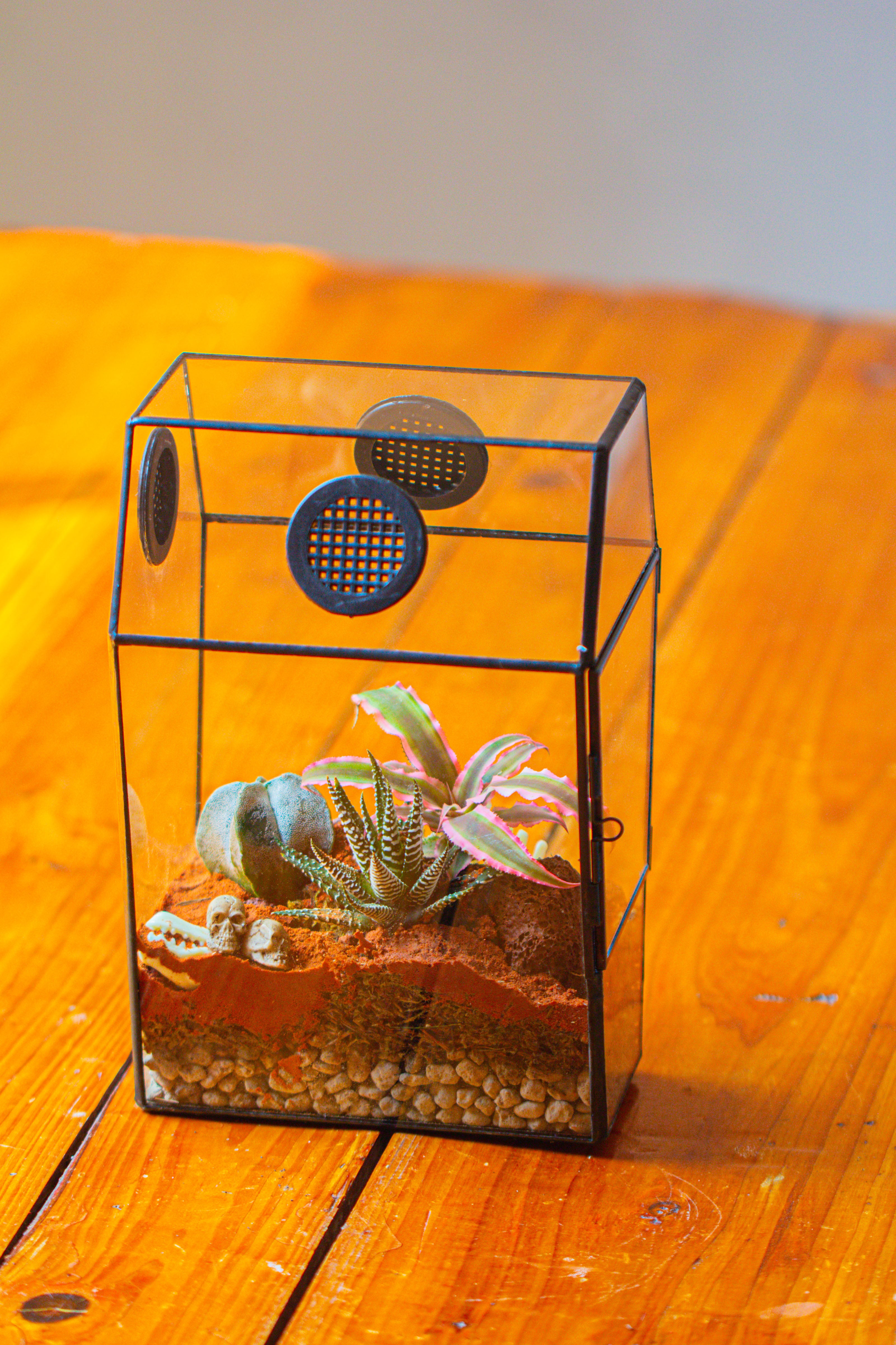 Coffin-Shaped Tin Glass Terrarium Enclosure, Gothic Style, for Jumping Spider, Insects, Snails - NCYPgarden