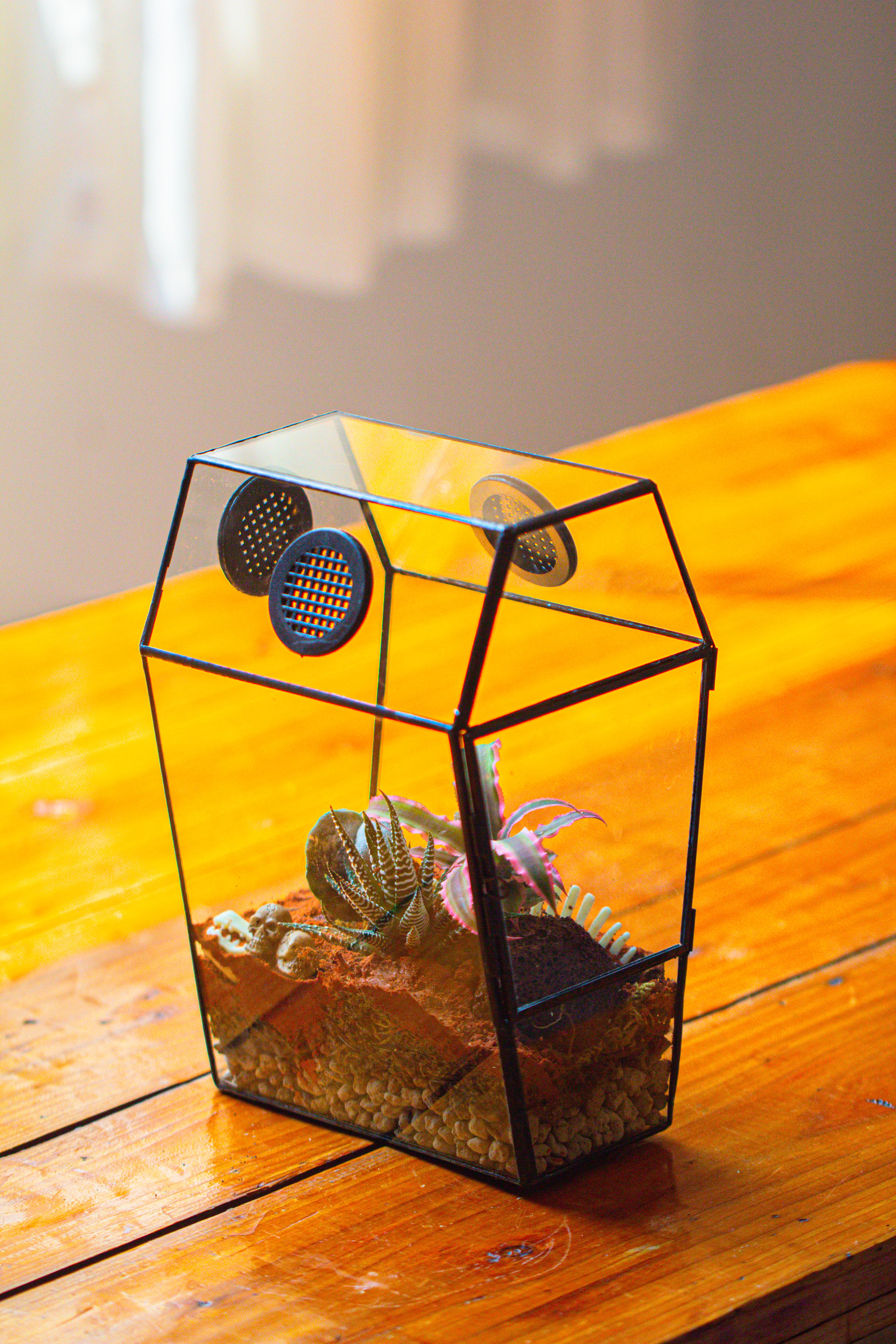 Coffin-Shaped Tin Glass Terrarium Enclosure, Gothic Style, for Jumping Spider, Insects, Snails - NCYPgarden