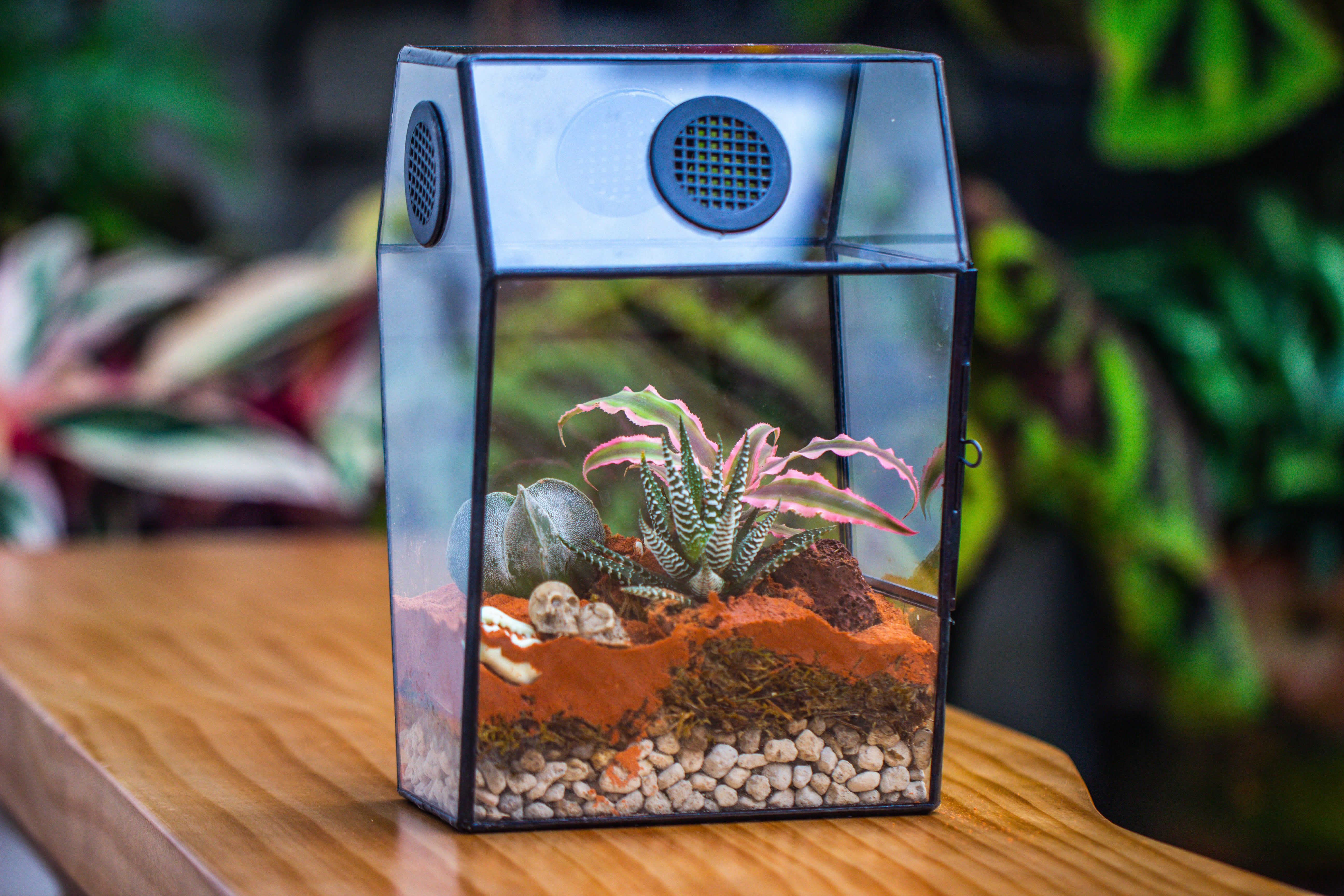 Coffin-Shaped Tin Glass Terrarium Enclosure, Gothic Style, for Jumping Spider, Insects, Snails - NCYPgarden