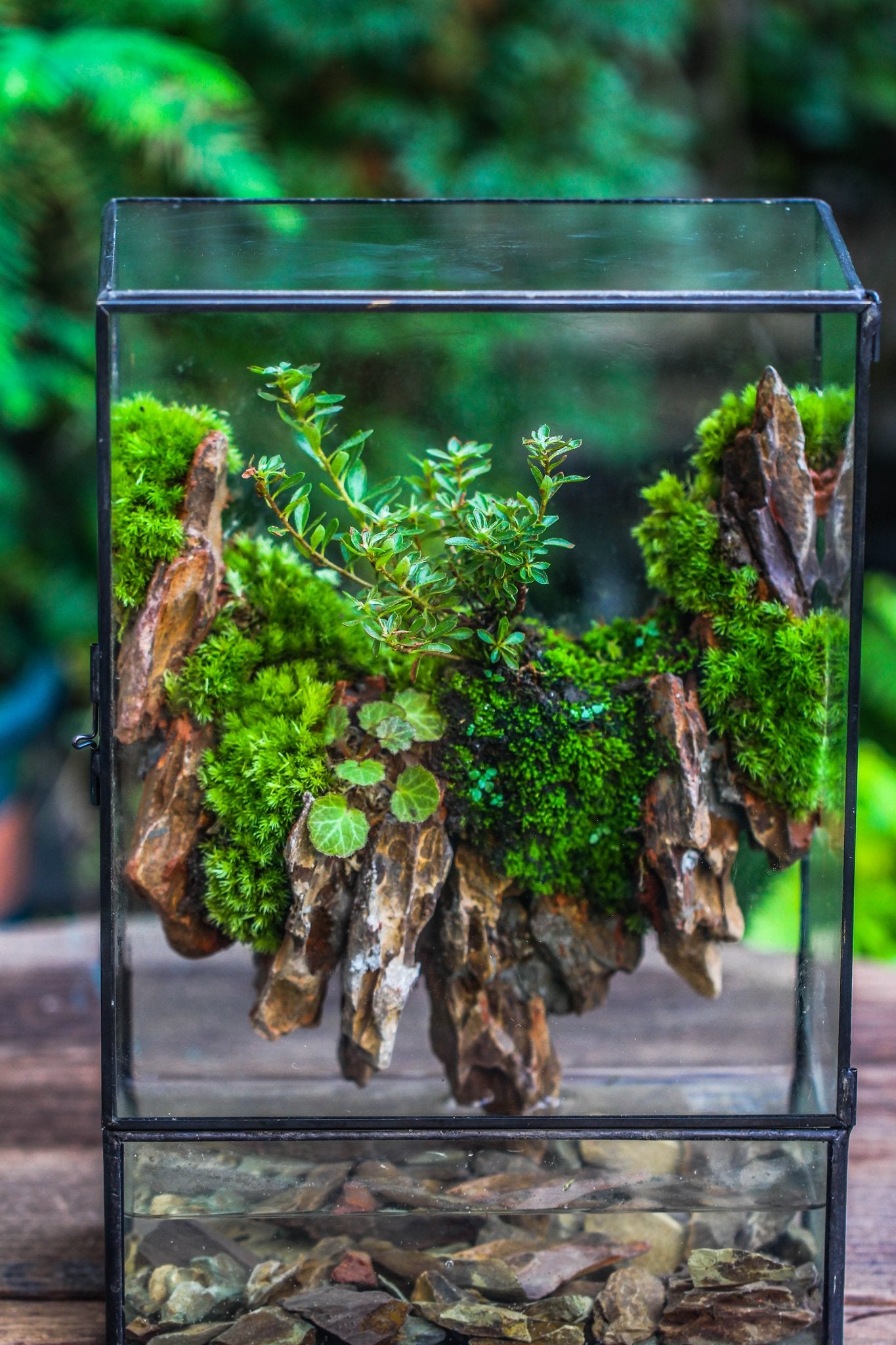 nano terrarium plants Close Geometric Glass Tin Terrarium , Watertight, 8x12" Container for Moss Wall, Fern, Landscape waterpond, 8x12", No plants Customizable
