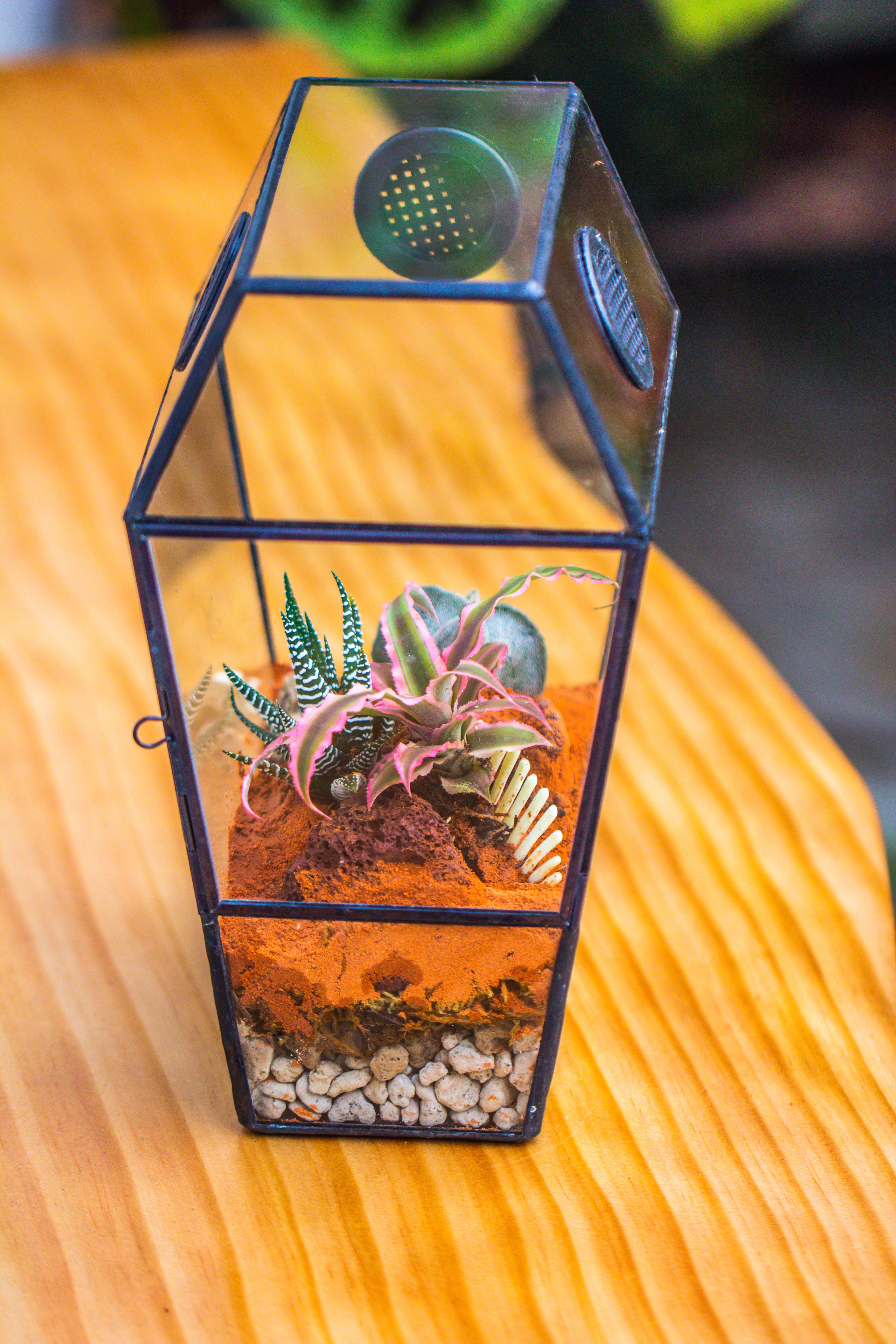 Coffin-Shaped Tin Glass Terrarium Enclosure, Gothic Style, for Jumping Spider, Insects, Snails - NCYPgarden