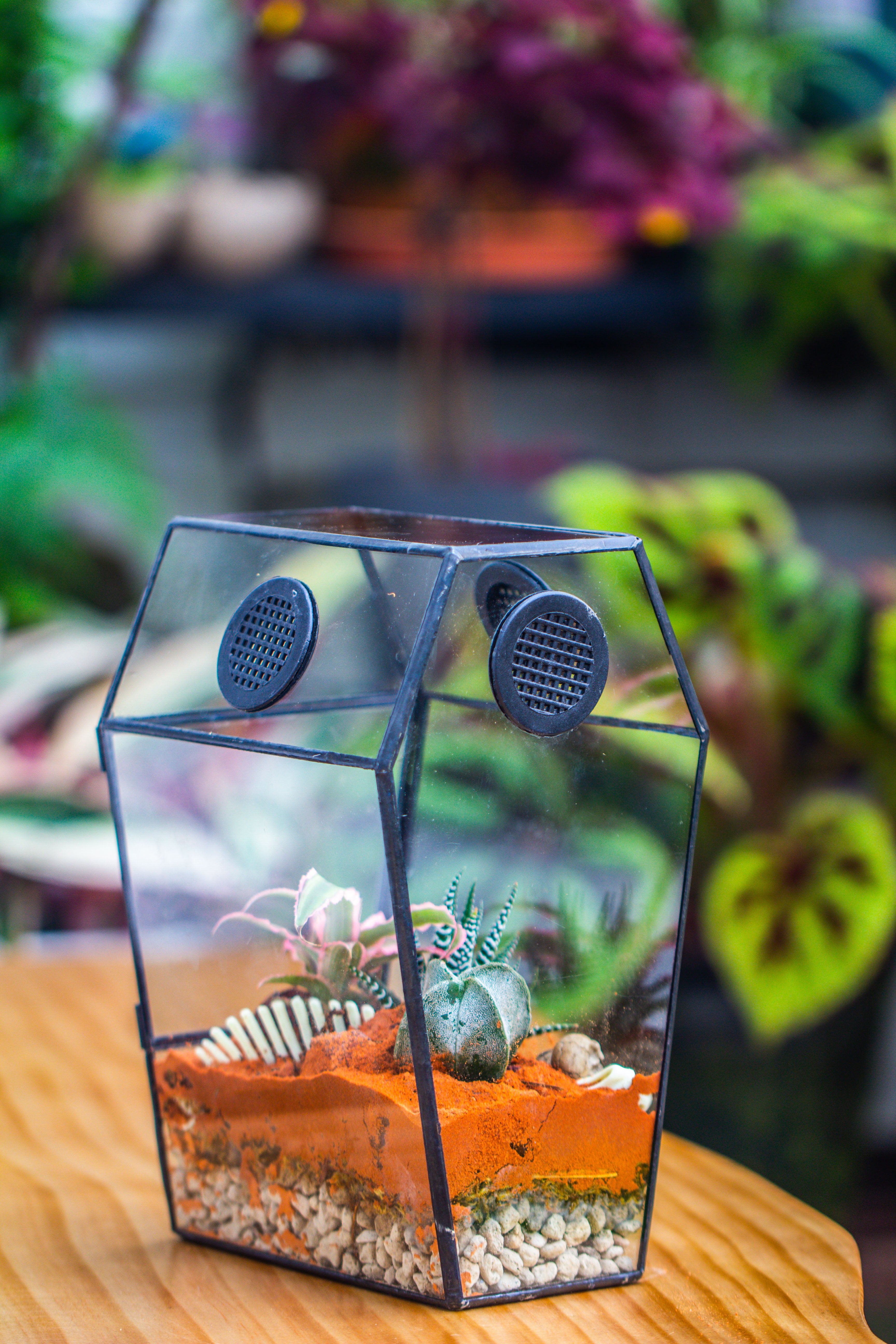 Coffin-Shaped Tin Glass Terrarium Enclosure, Gothic Style, for Jumping Spider, Insects, Snails - NCYPgarden