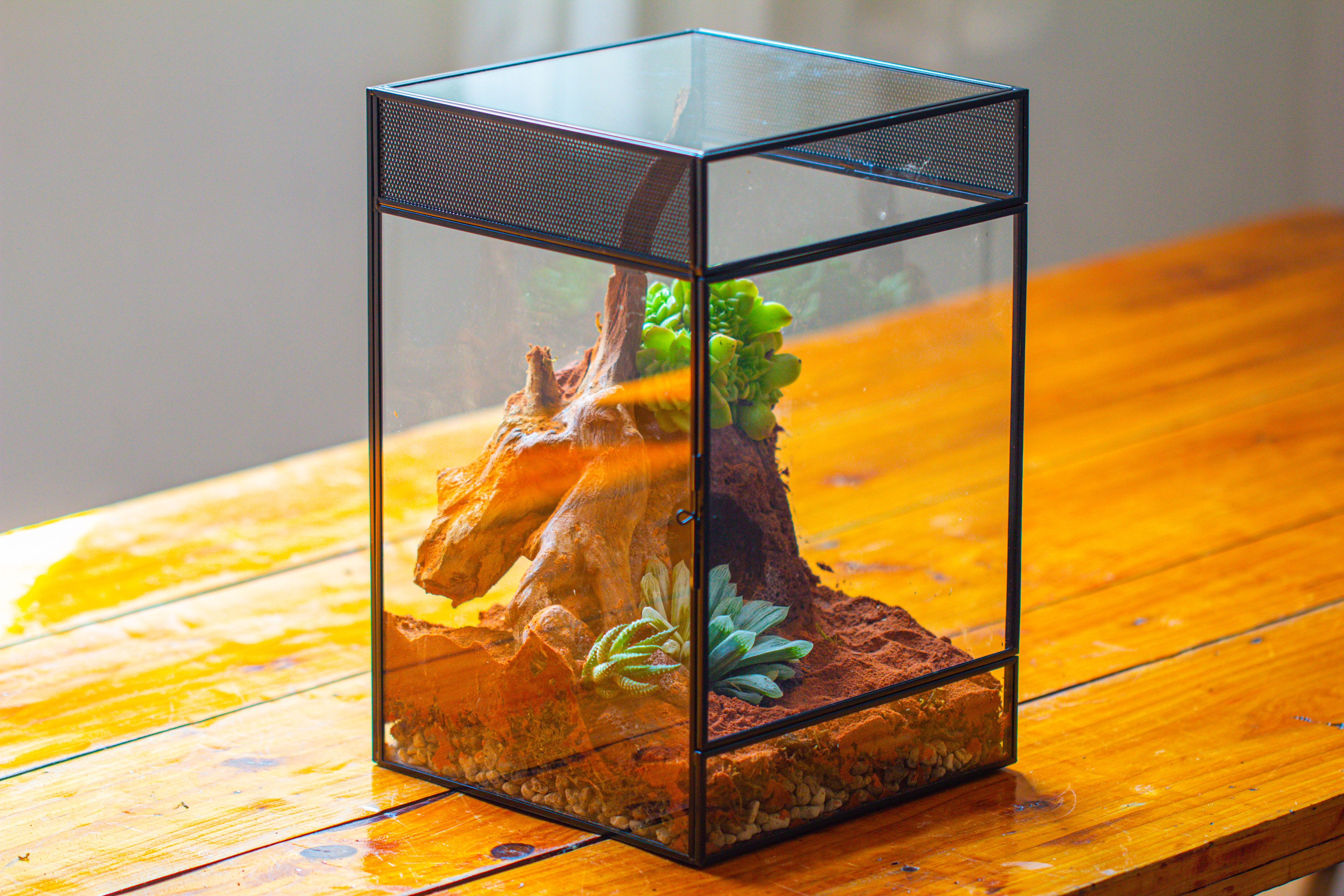 8x8x12 inches Large Handmade Glass Geometric Terrarium with Side Vent, for large insects - NCYPgarden