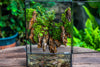 Close Geometric Glass Tin Terrarium , Watertight, 8x12" Container for Moss Wall, Fern, Landscape waterpond, 8x12", No plants Customizable - NCYPgarden