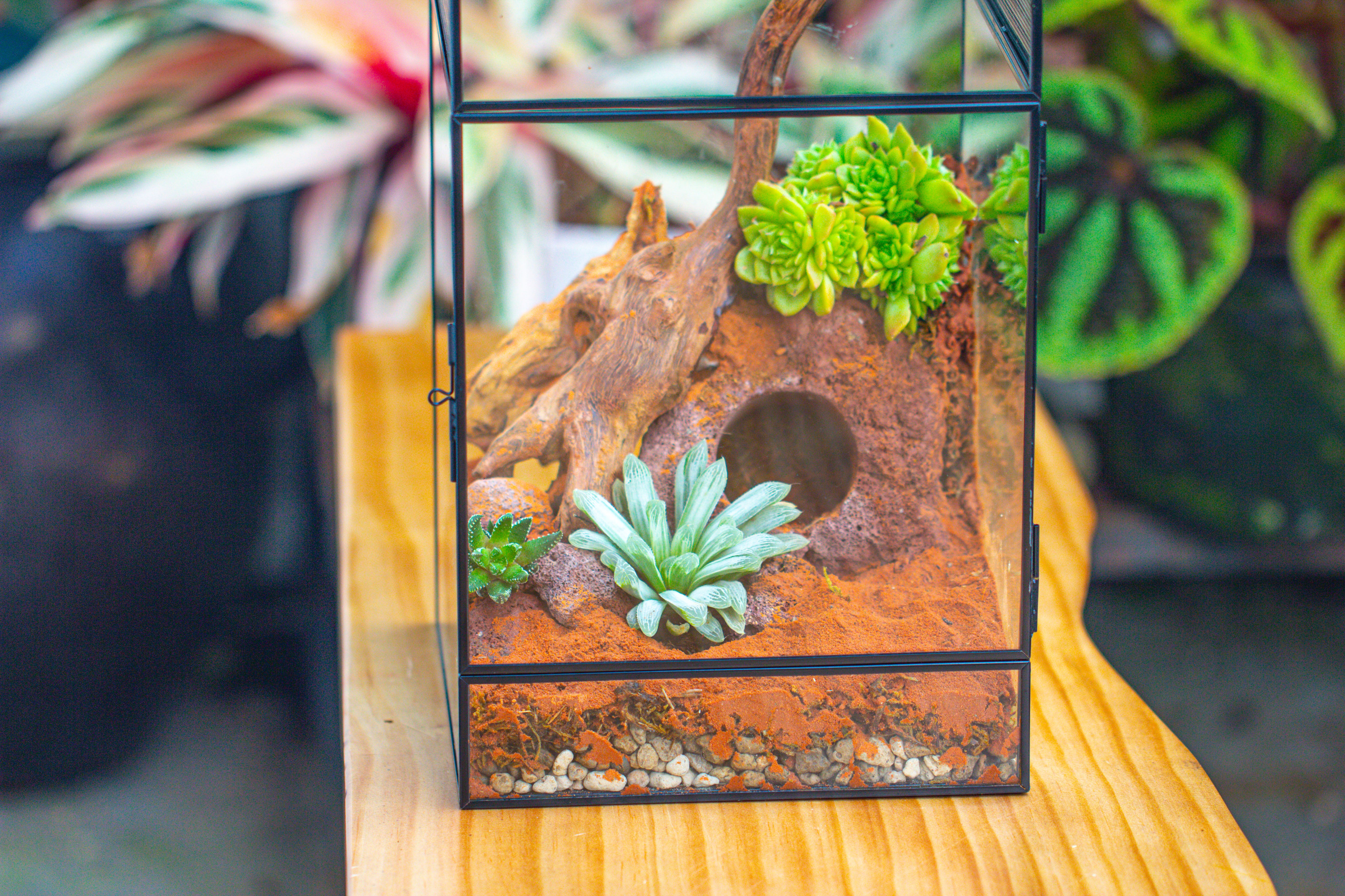 8x8x12 inches Large Handmade Glass Geometric Terrarium with Side Vent, for large insects - NCYPgarden