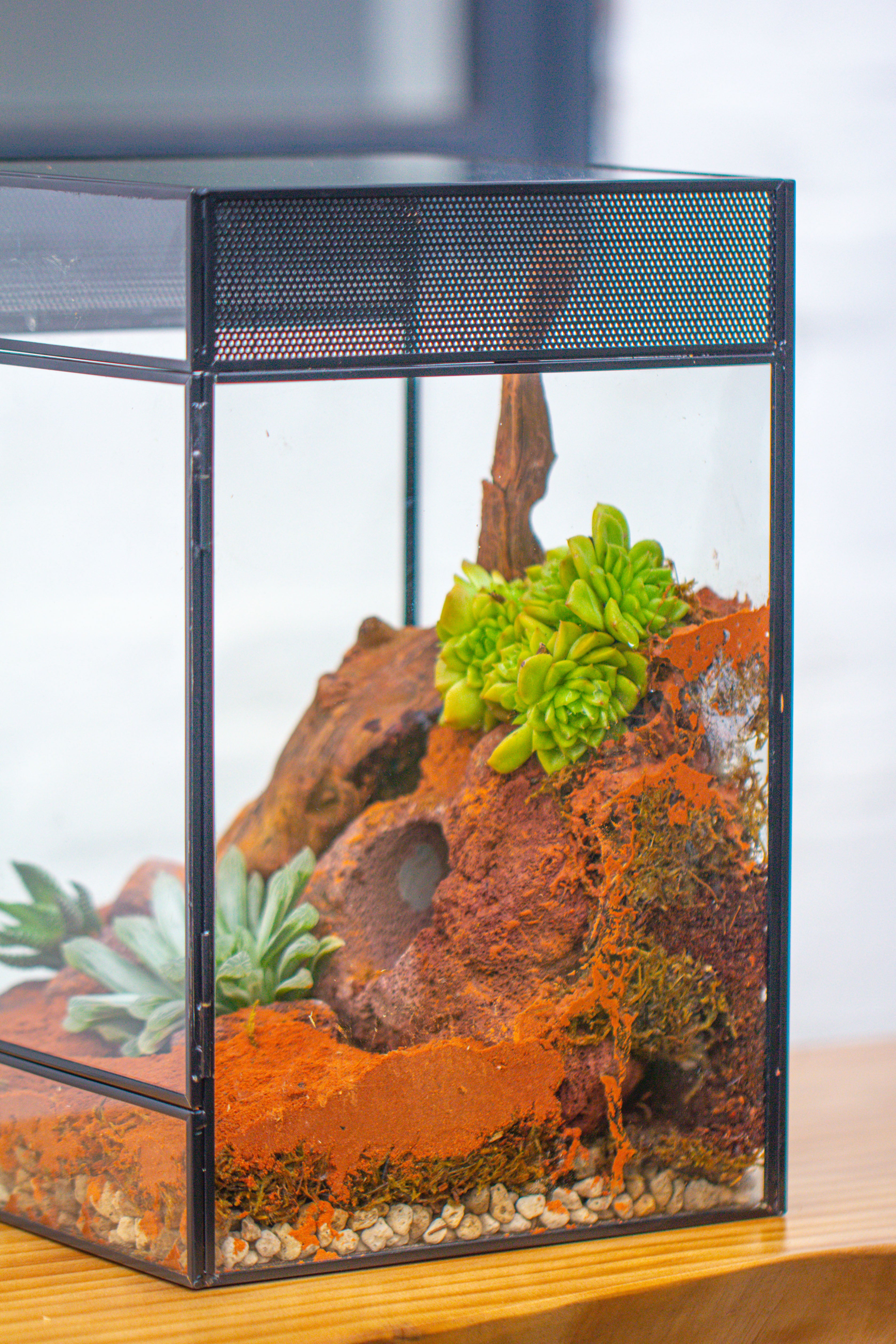 8x8x12 inches Large Handmade Glass Geometric Terrarium with Side Vent, for large insects - NCYPgarden