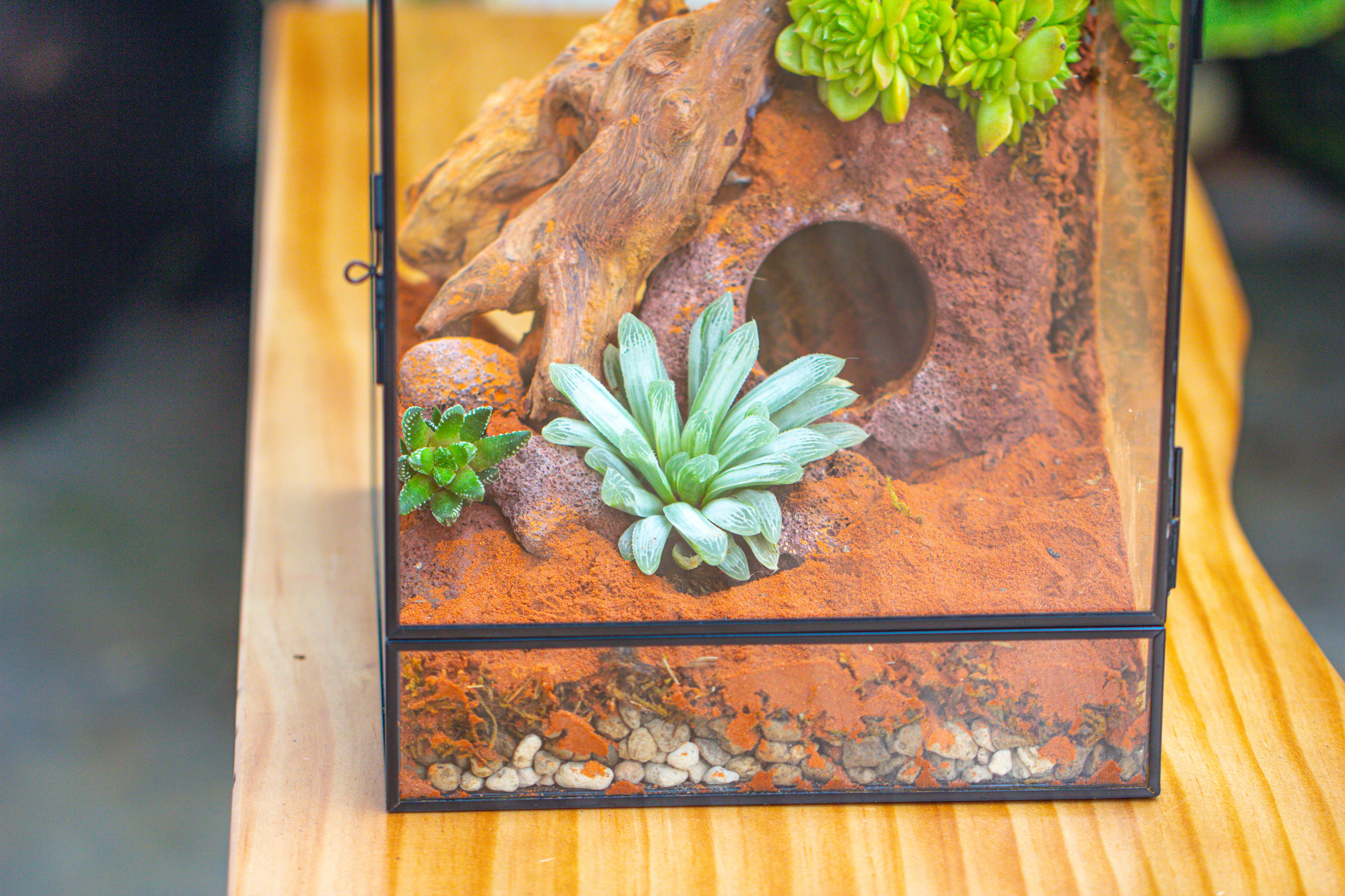 8x8x12 inches Large Handmade Glass Geometric Terrarium with Side Vent, for large insects - NCYPgarden