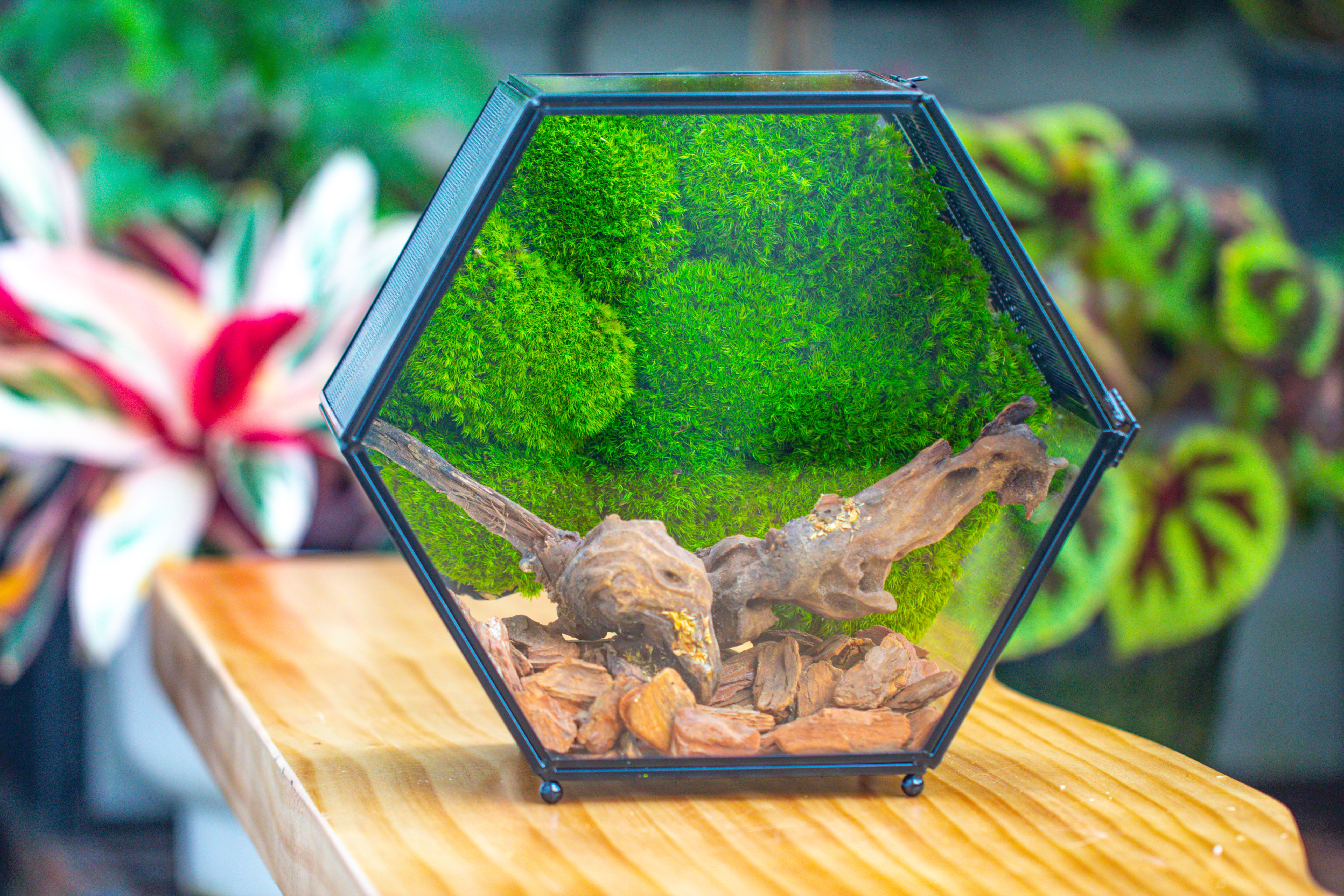 Handmade Hexagon Glass Geometric Terrarium Enclosure with Mesh Vents for Small Insects - NCYPgarden