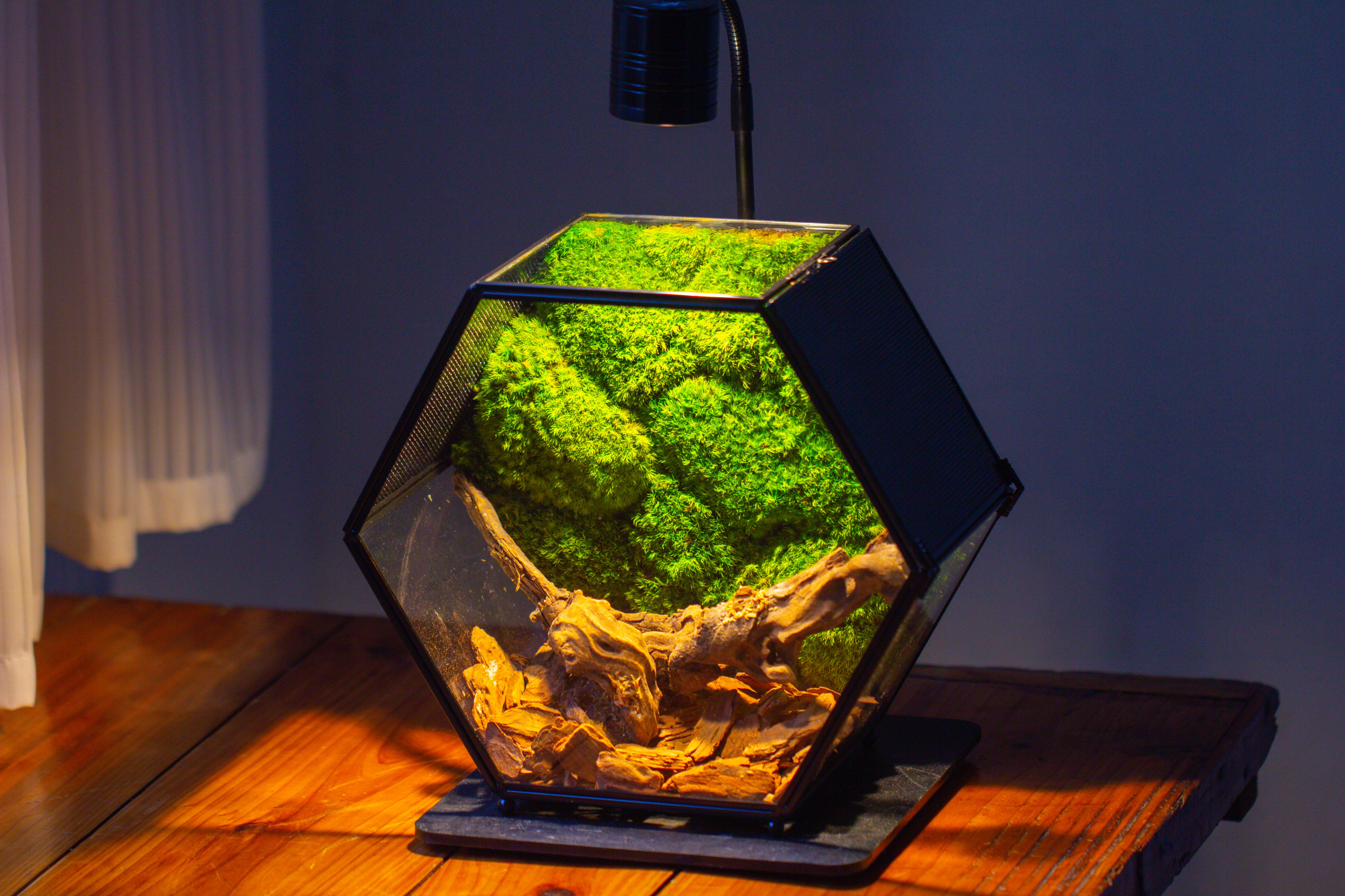 Handmade Hexagon Glass Geometric Terrarium Enclosure with Mesh Vents for Small Insects - NCYPgarden