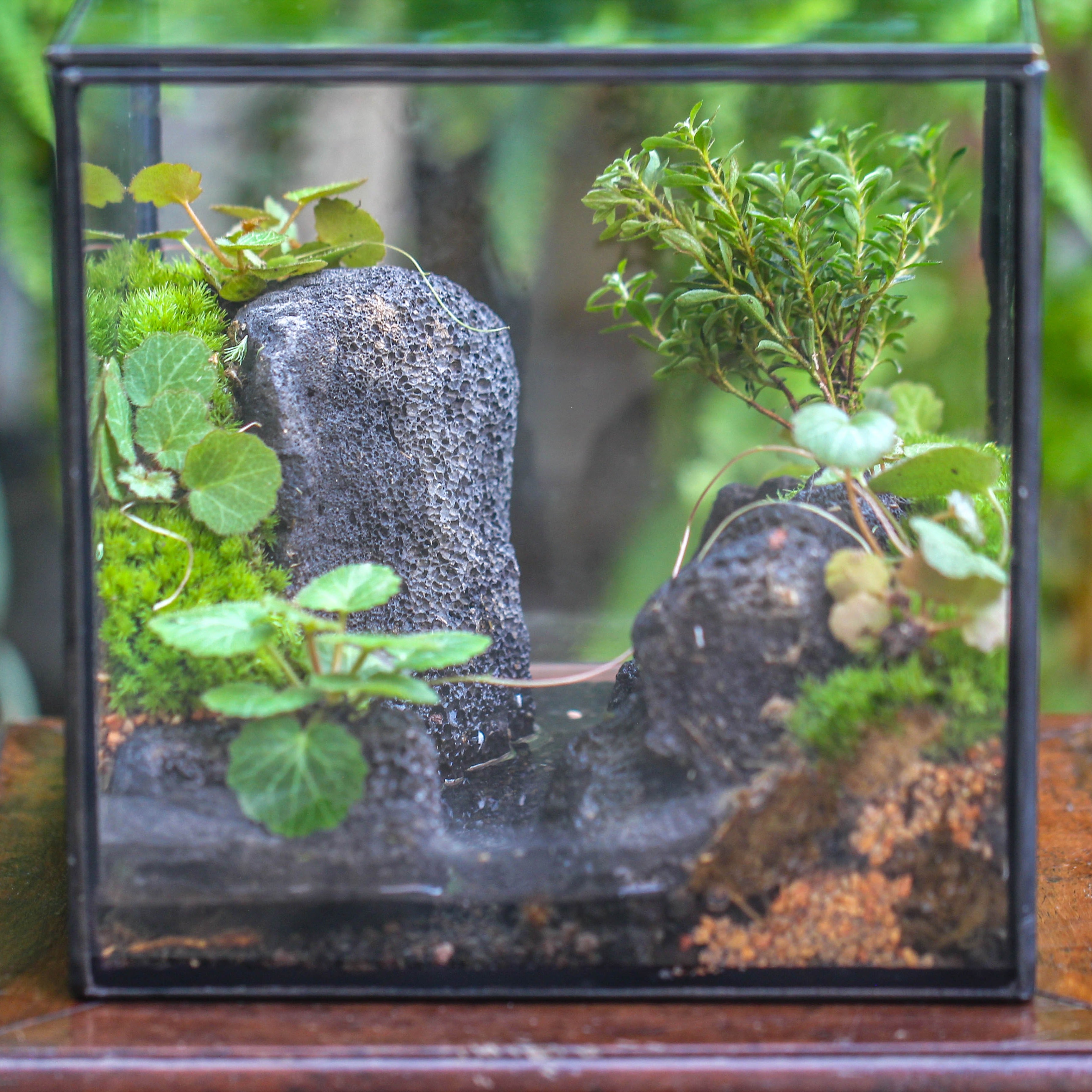 5-8cm Black Horticultural Lava Rock Volcanic Rock for Terrarium, Bonsai Landscape, 500g - NCYPgarden