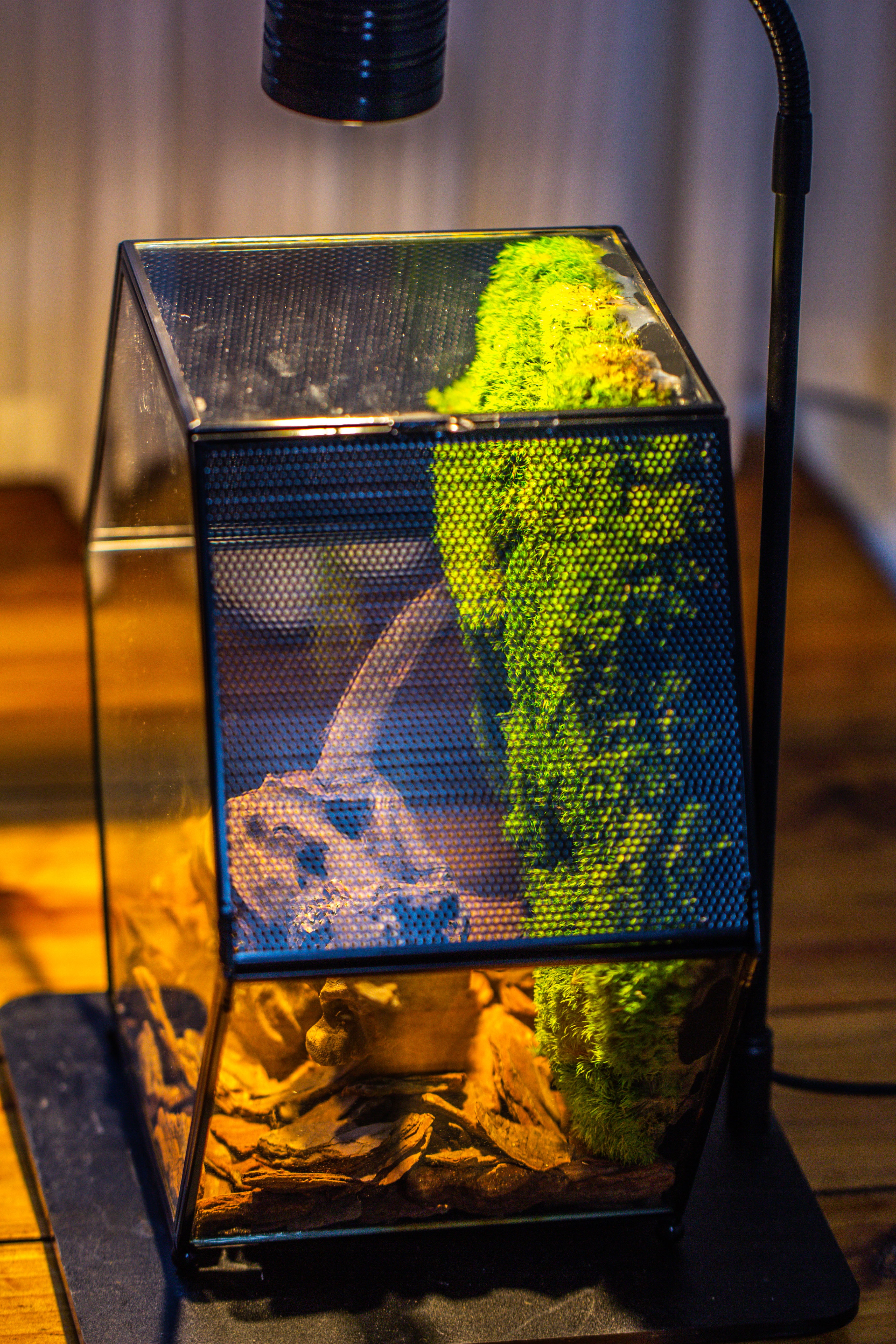 Handmade Hexagon Glass Geometric Terrarium Enclosure with Mesh Vents for Small Insects - NCYPgarden