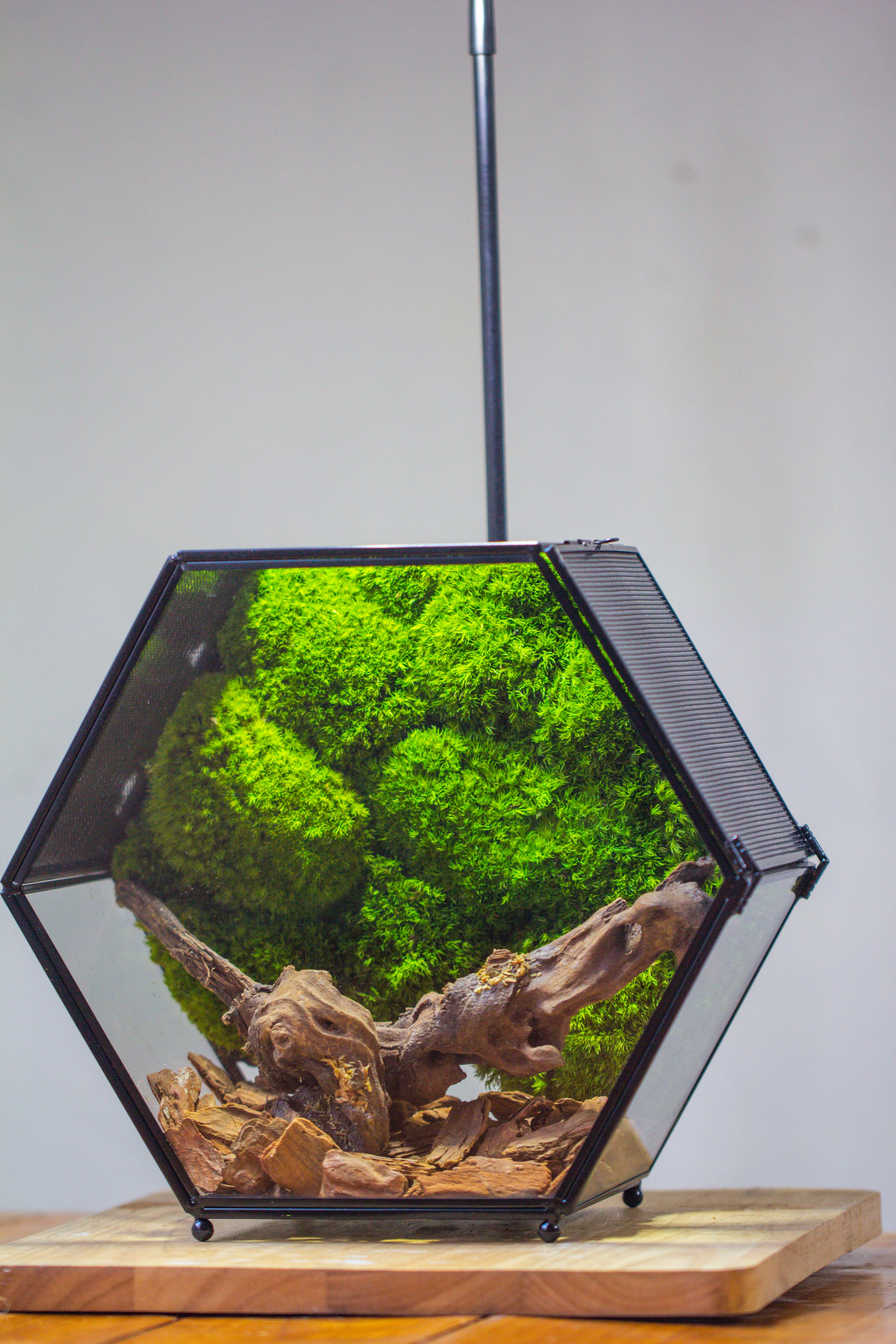 Handmade Hexagon Glass Geometric Terrarium Enclosure with Mesh Vents for Small Insects - NCYPgarden