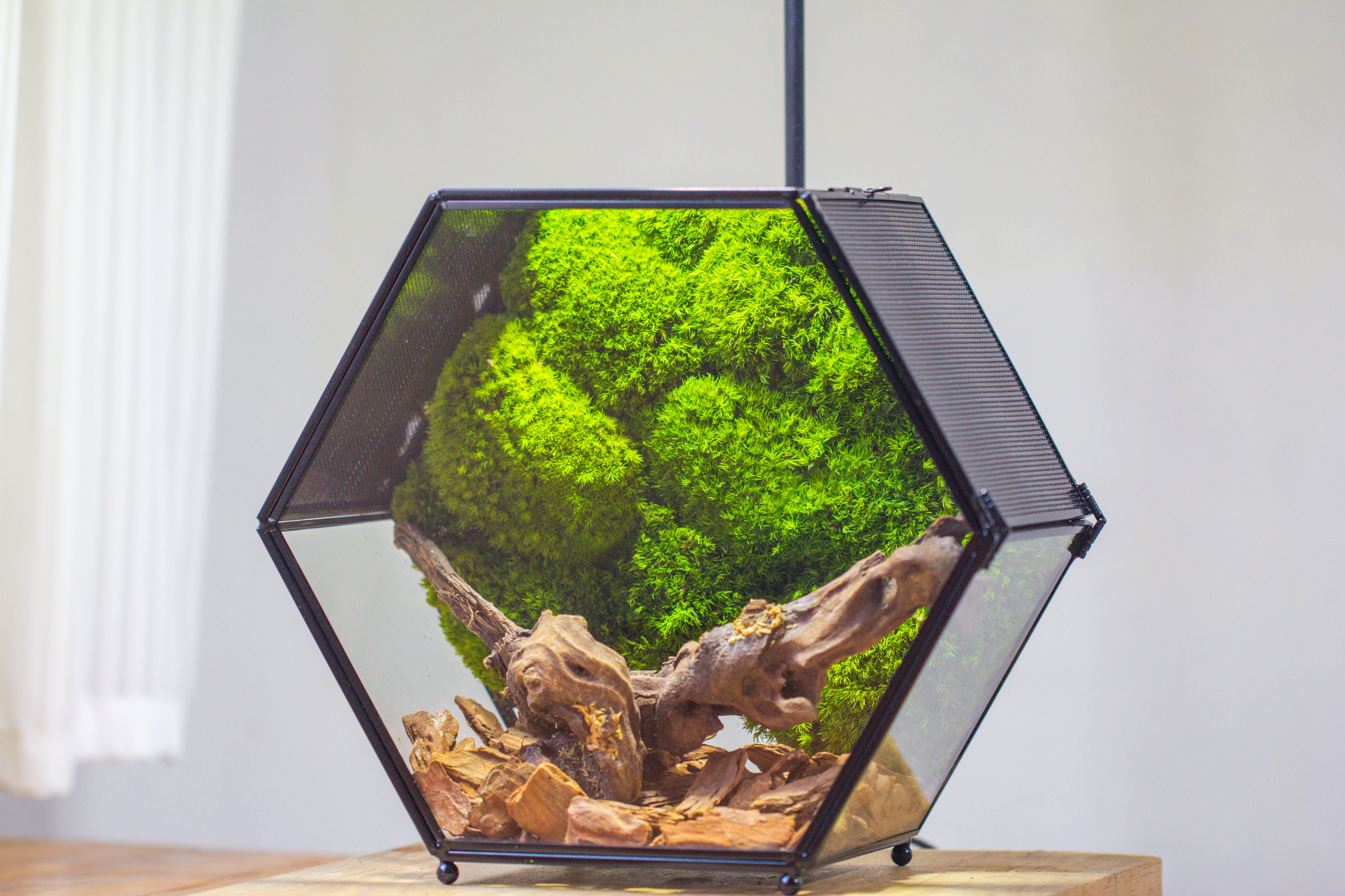 Handmade Hexagon Glass Geometric Terrarium Enclosure with Mesh Vents for Small Insects - NCYPgarden