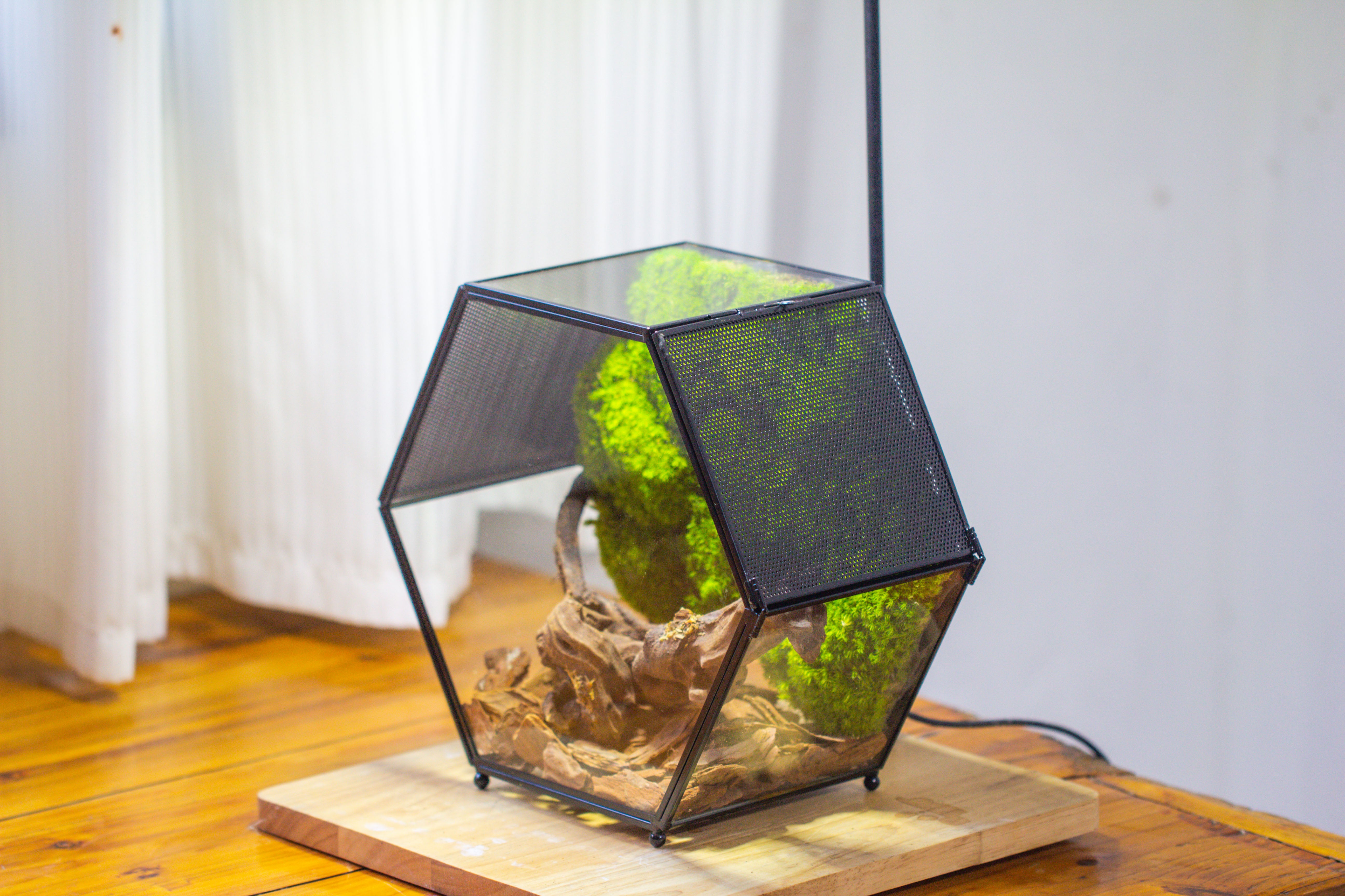 Handmade Hexagon Glass Geometric Terrarium Enclosure with Mesh Vents for Small Insects - NCYPgarden