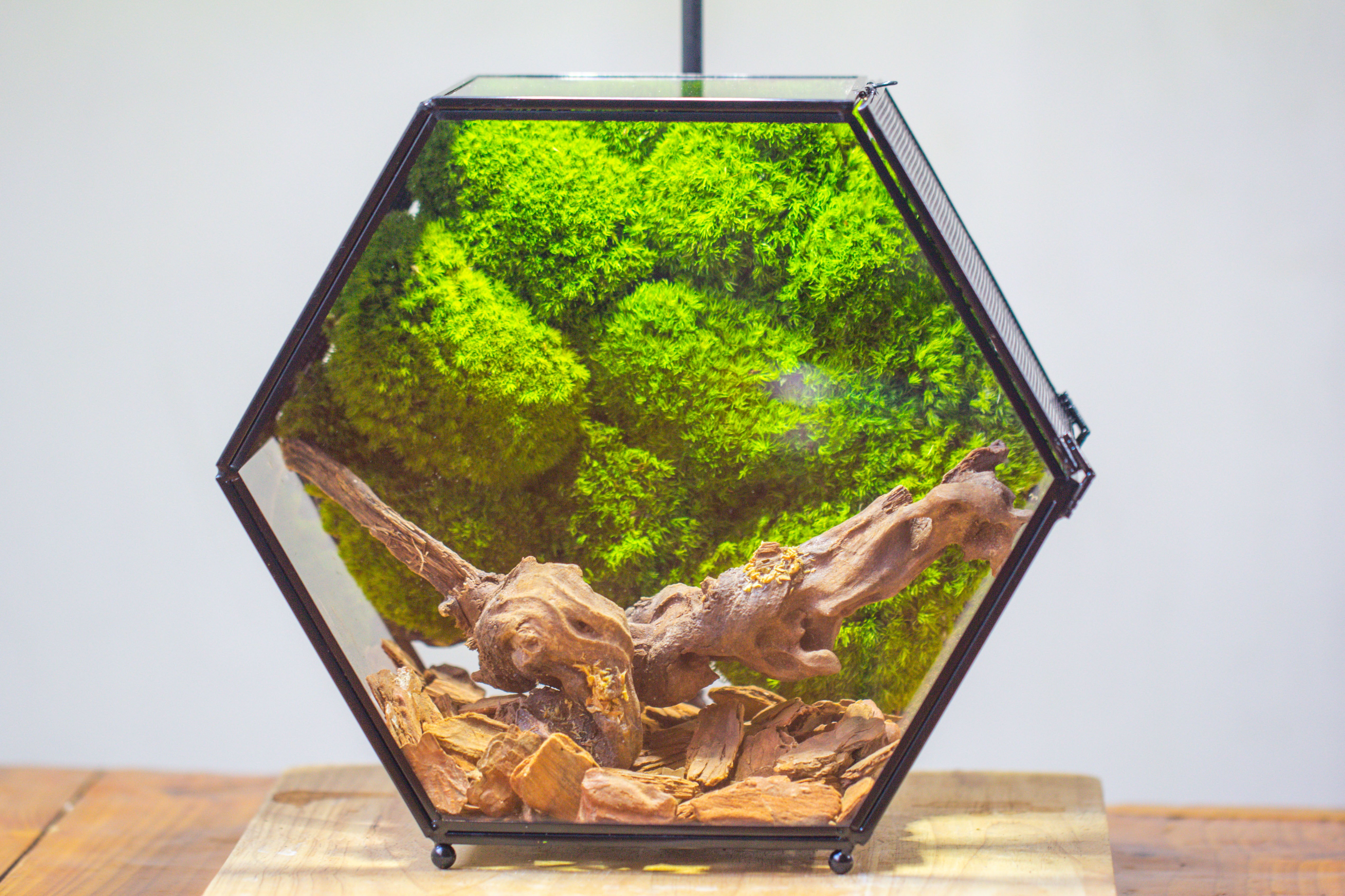 Handmade Hexagon Glass Geometric Terrarium Enclosure with Mesh Vents for Small Insects - NCYPgarden