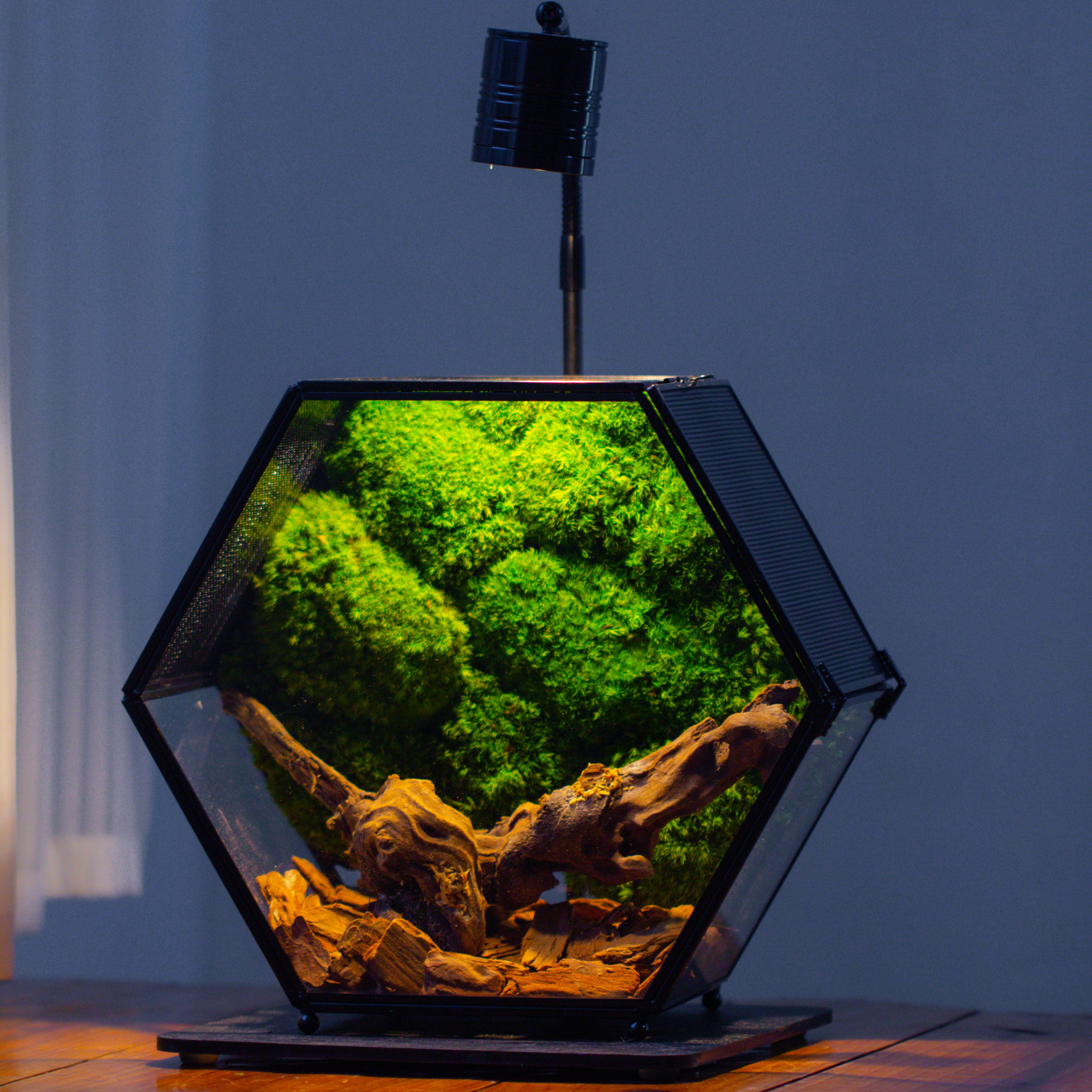 Handmade Hexagon Glass Geometric Terrarium Enclosure with Mesh Vents for Small Insects - NCYPgarden