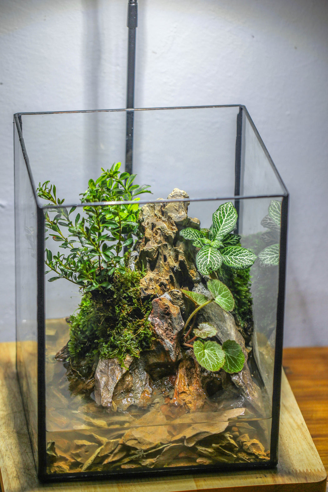5-12cm Natural Ohko Dragon Stone Rock for Terrarium, Aquarium Bonsai Landscape, 500g - NCYPgarden