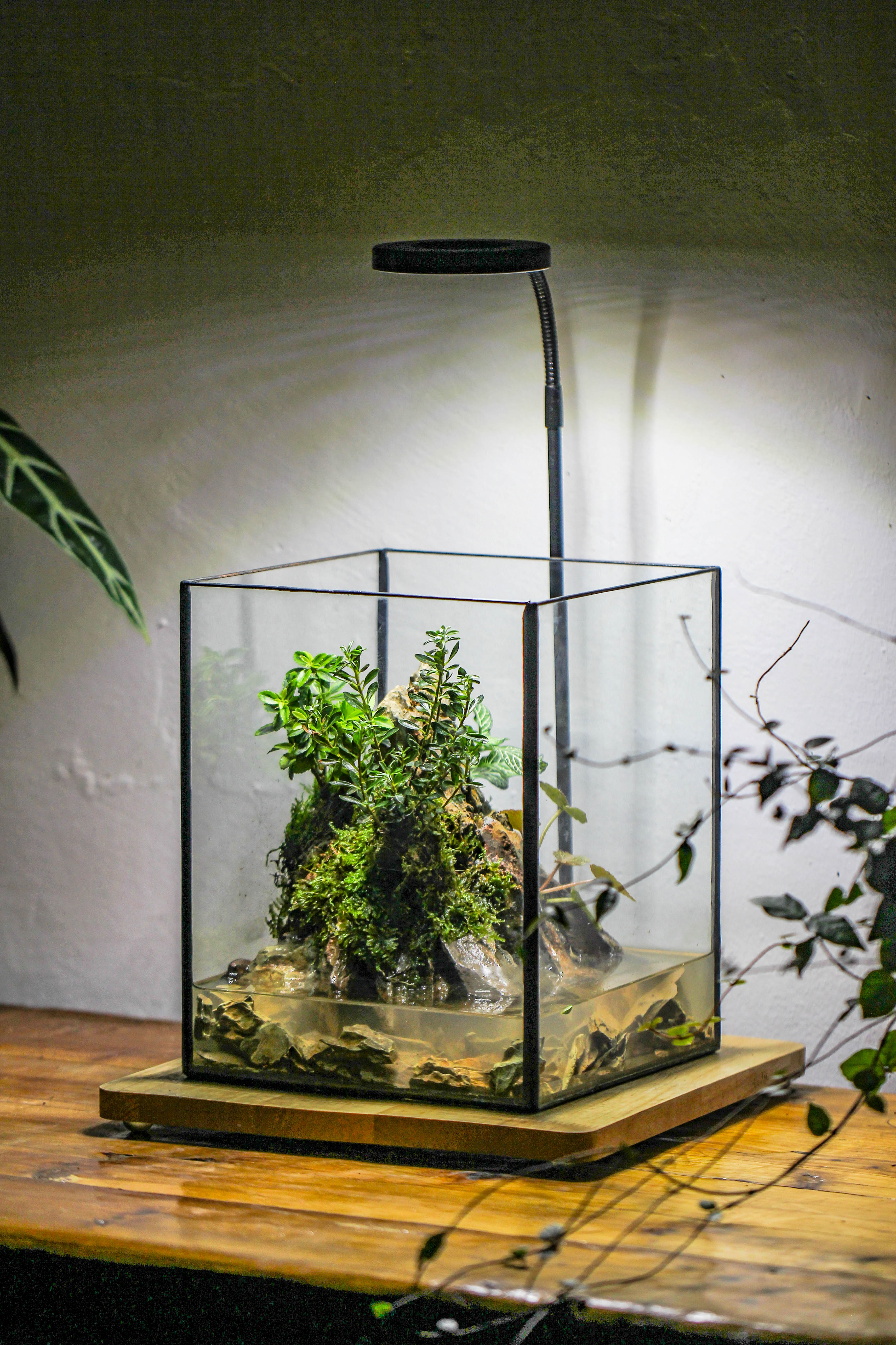 5-12cm Natural Ohko Dragon Stone Rock for Terrarium, Aquarium Bonsai Landscape, 500g - NCYPgarden