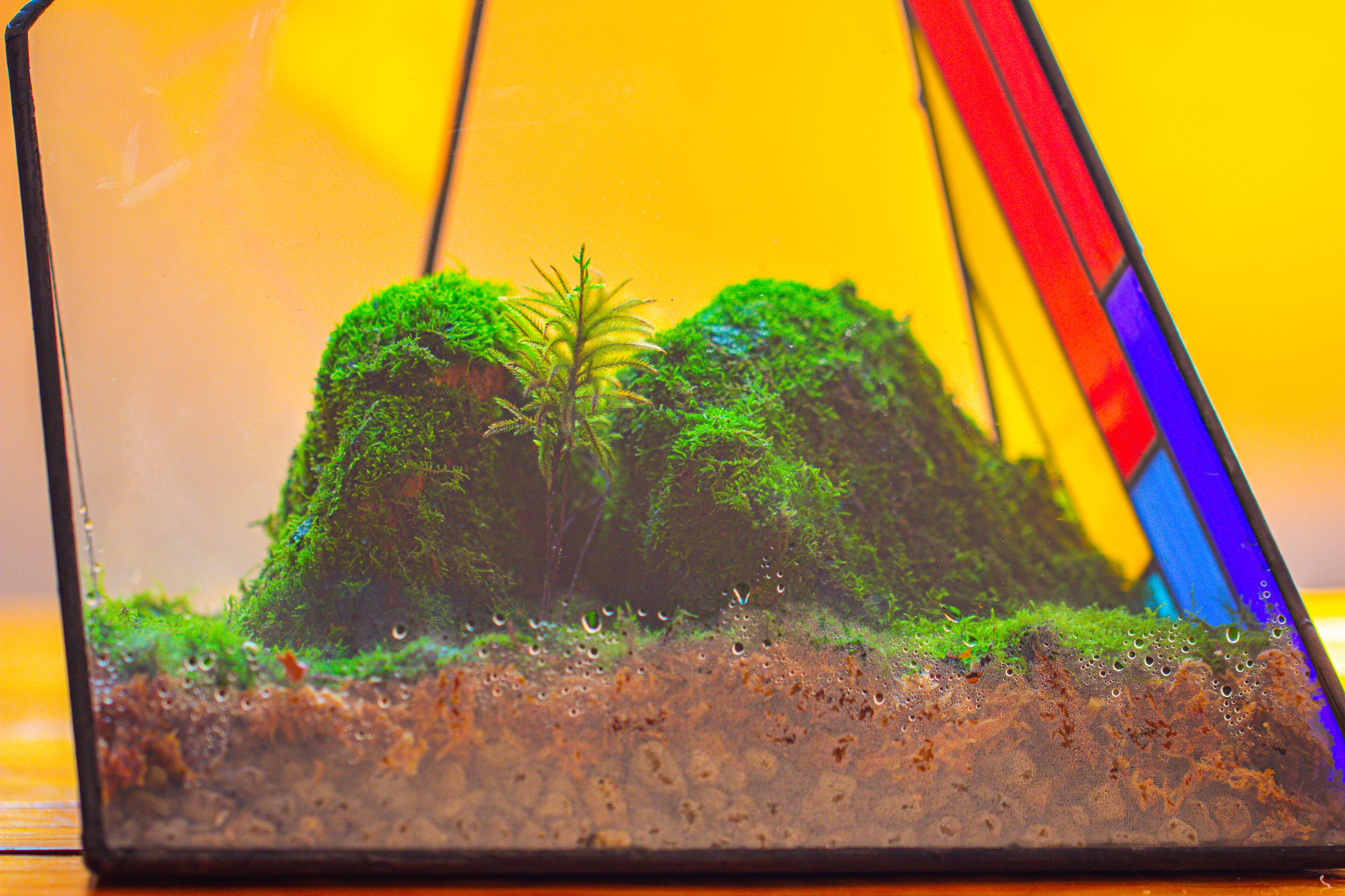 Rainbow Stained Glass Irregular Geometric Ice Peak  Shape Terrarium, Close - NCYPgarden