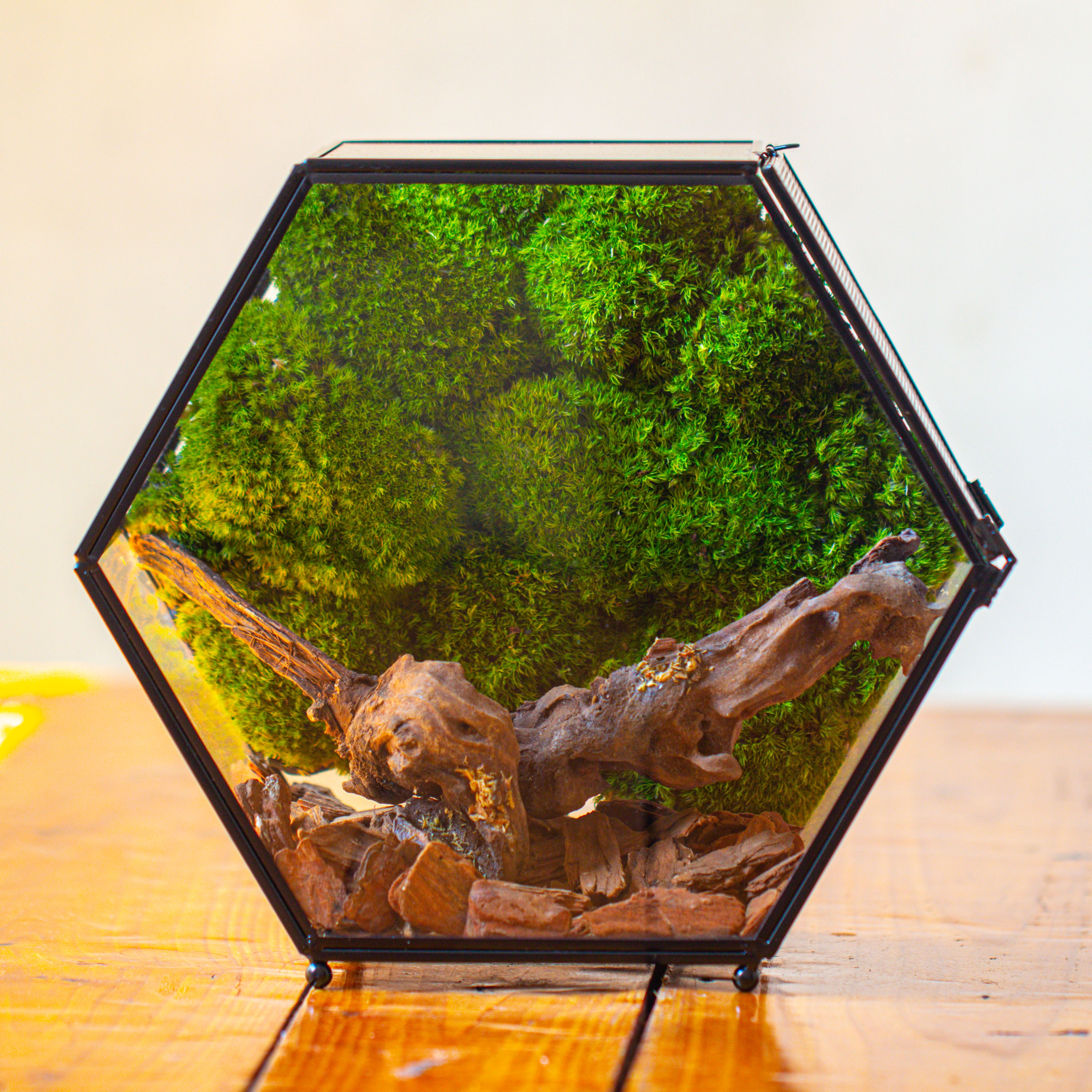 Handmade Hexagon Glass Geometric Terrarium Enclosure with Mesh Vents for Small Insects - NCYPgarden
