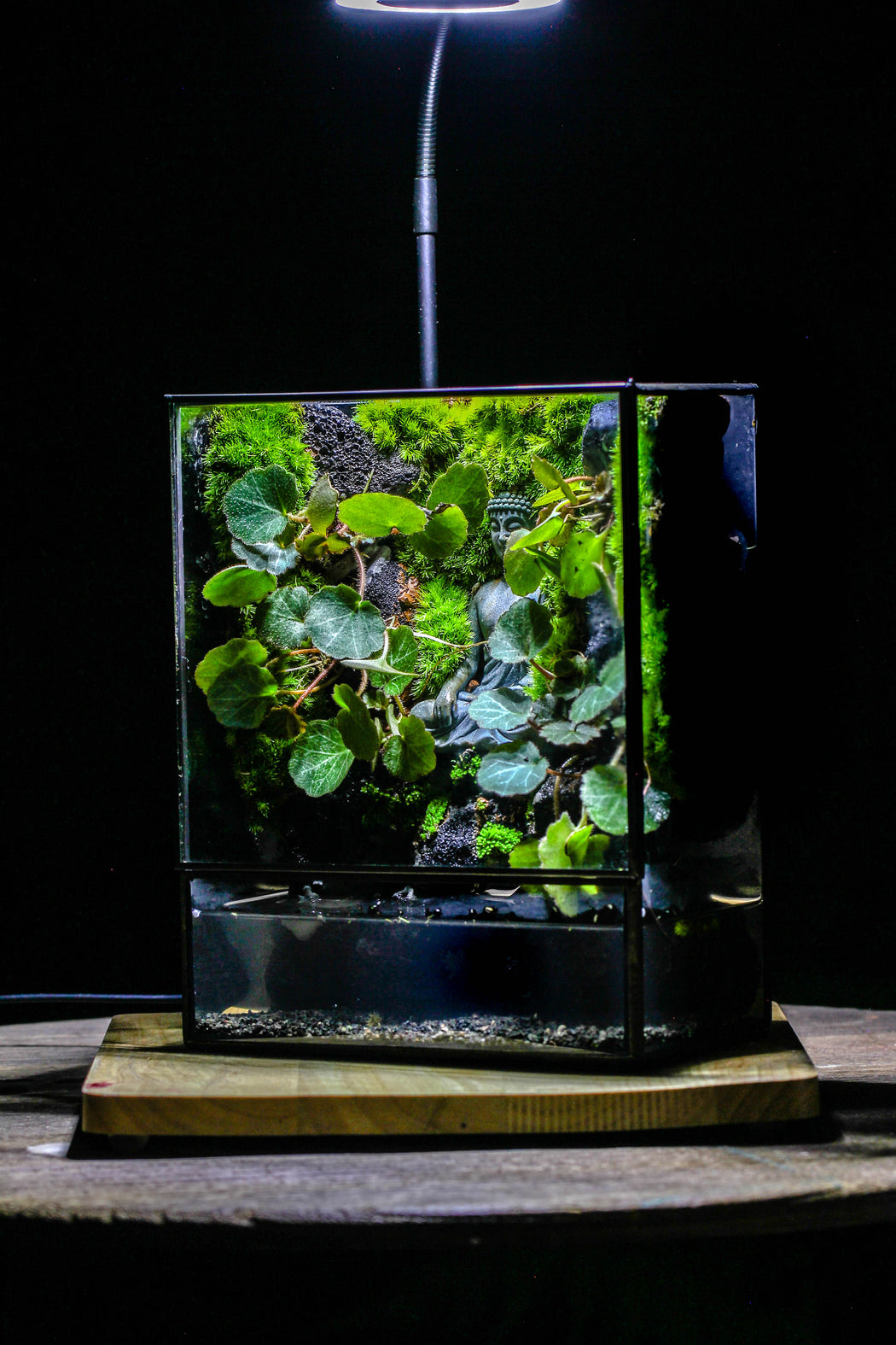 Close Geometric Glass Tin Terrarium , Watertight, 8x10" Container for Moss Wall, Fern, Landscape waterpond, No plants, Customizable - NCYPgarden