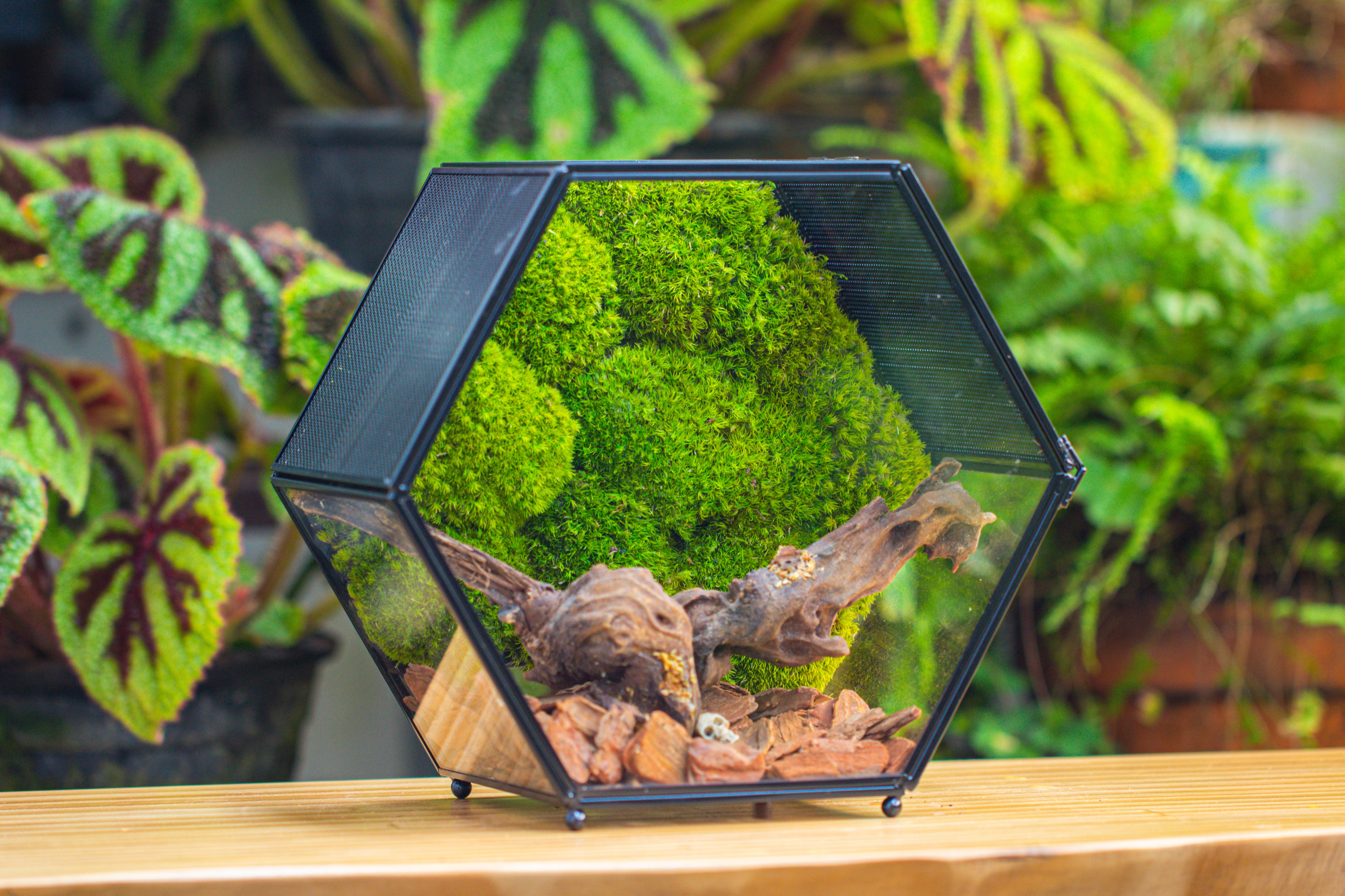 Handmade Hexagon Glass Geometric Terrarium Enclosure with Mesh Vents for Small Insects - NCYPgarden