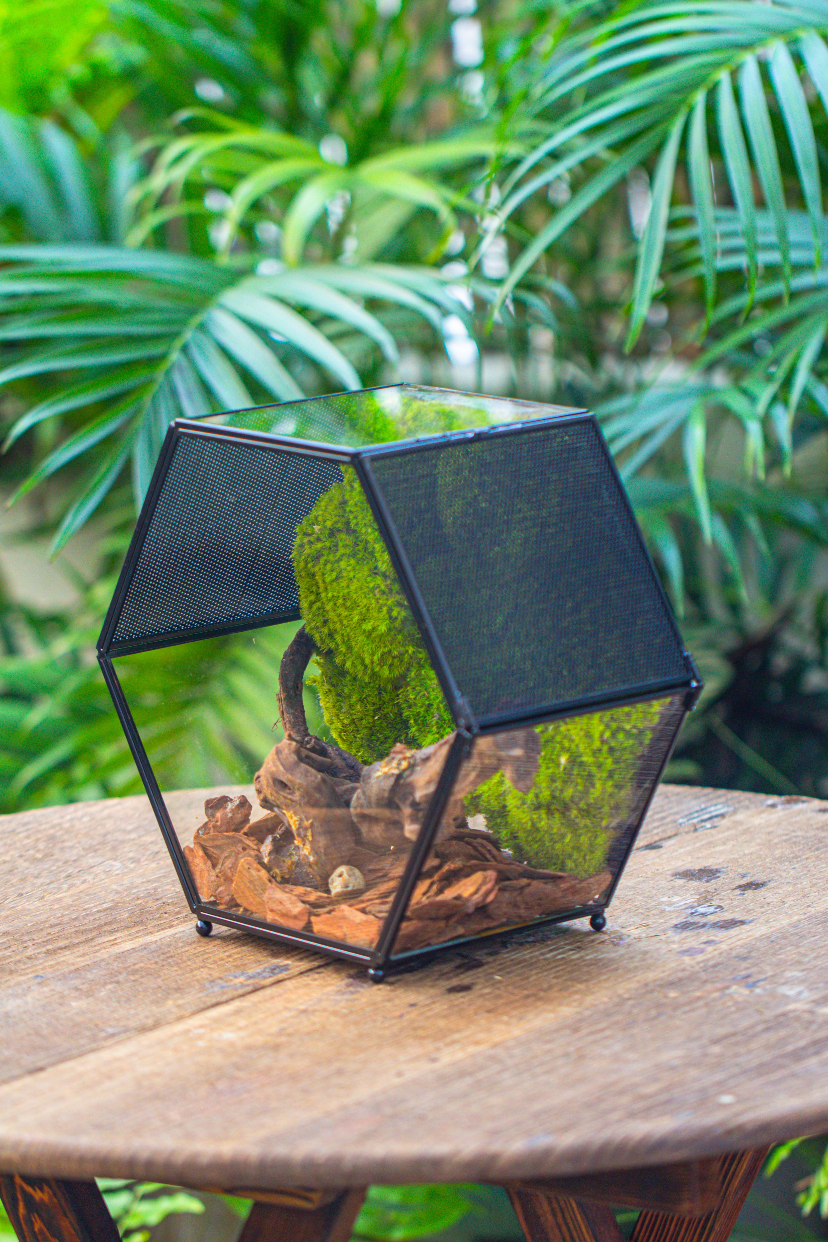 Handmade Hexagon Glass Geometric Terrarium Enclosure with Mesh Vents for Small Insects - NCYPgarden