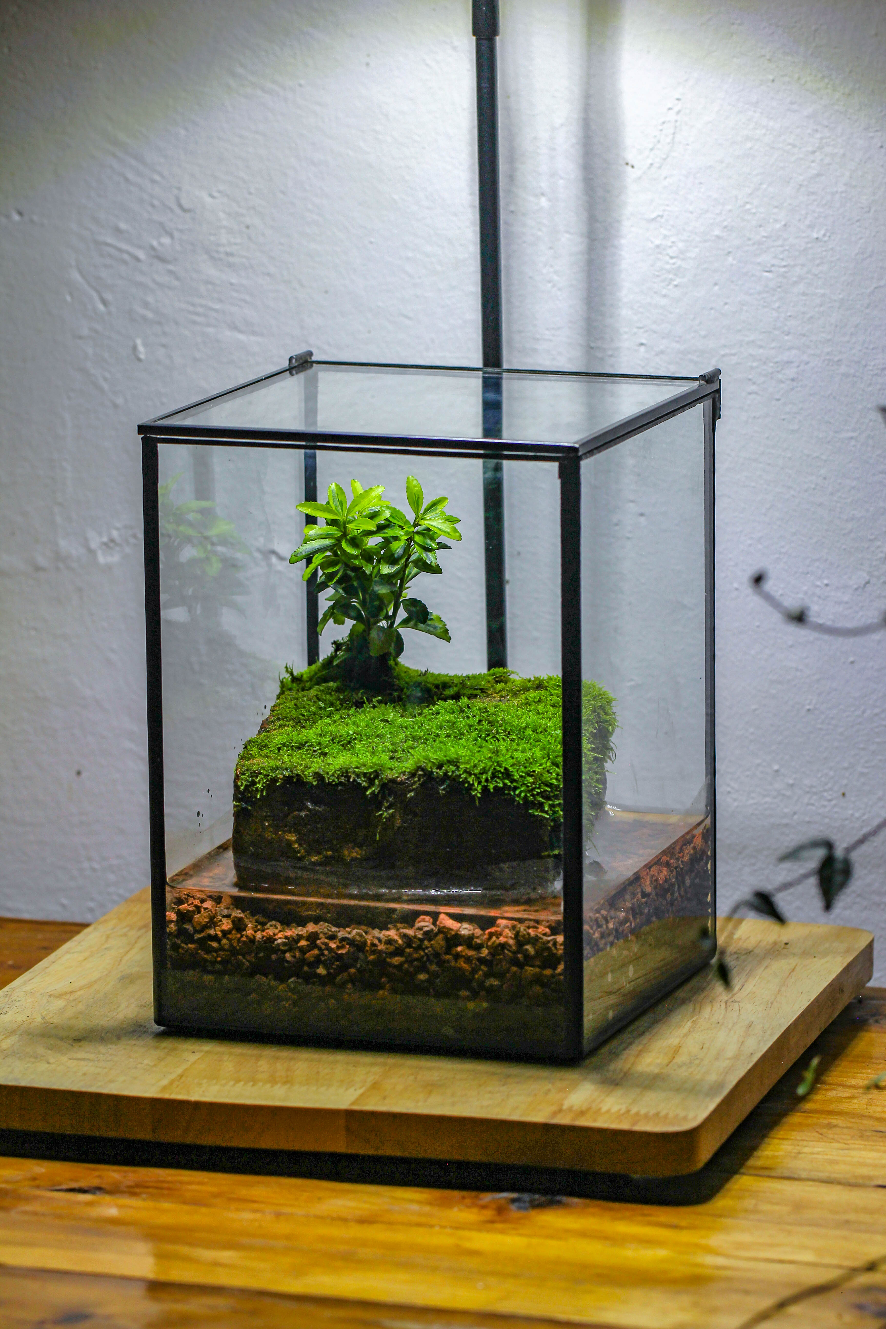 NCYP Watertight Close Geometric Glass Tin Terrarium, for small waterpond, moss landscape, Live Miniature, water pond, miniature - NCYPgarden