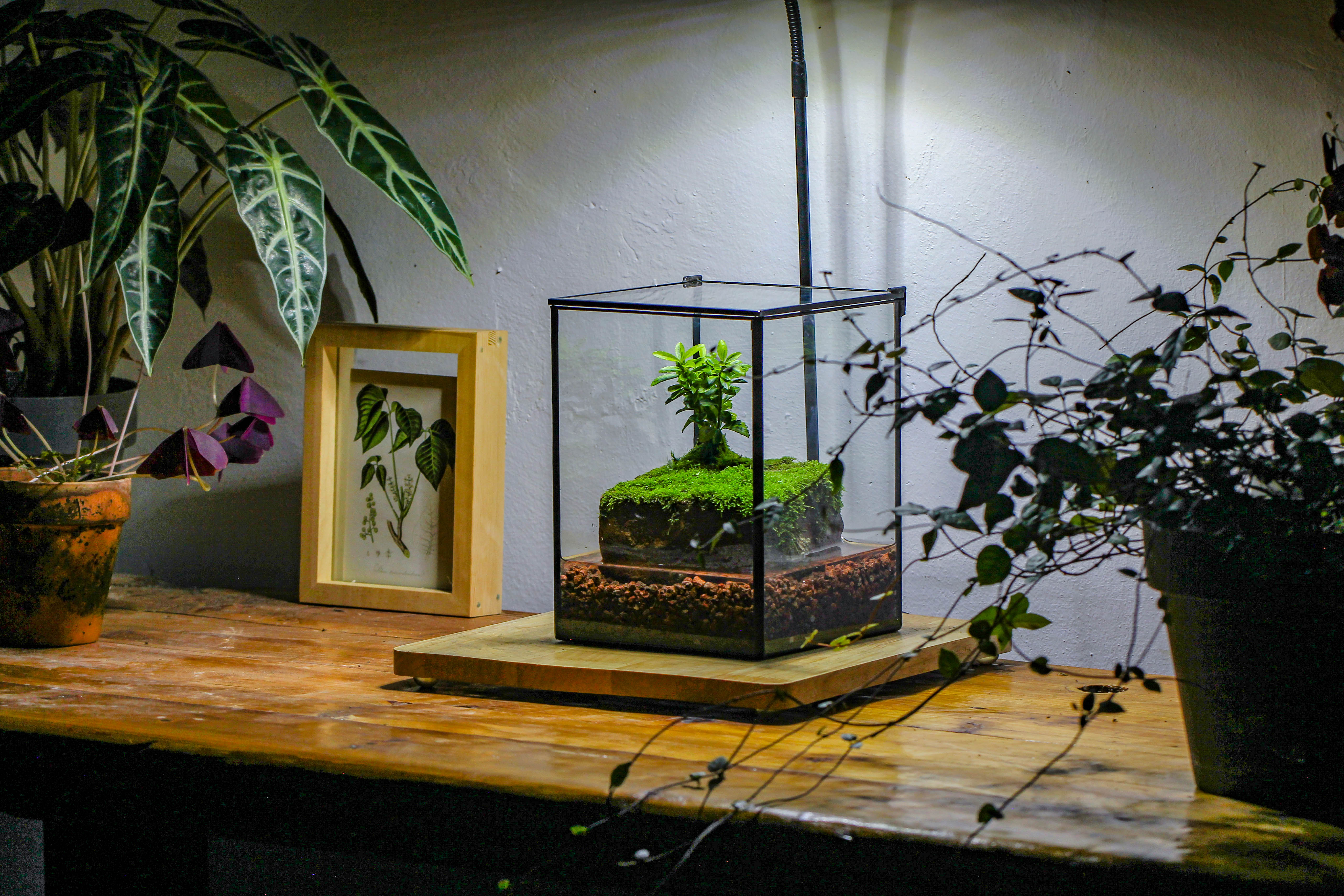 NCYP Watertight Close Geometric Glass Tin Terrarium, for small waterpond, moss landscape, Live Miniature, water pond, miniature - NCYPgarden