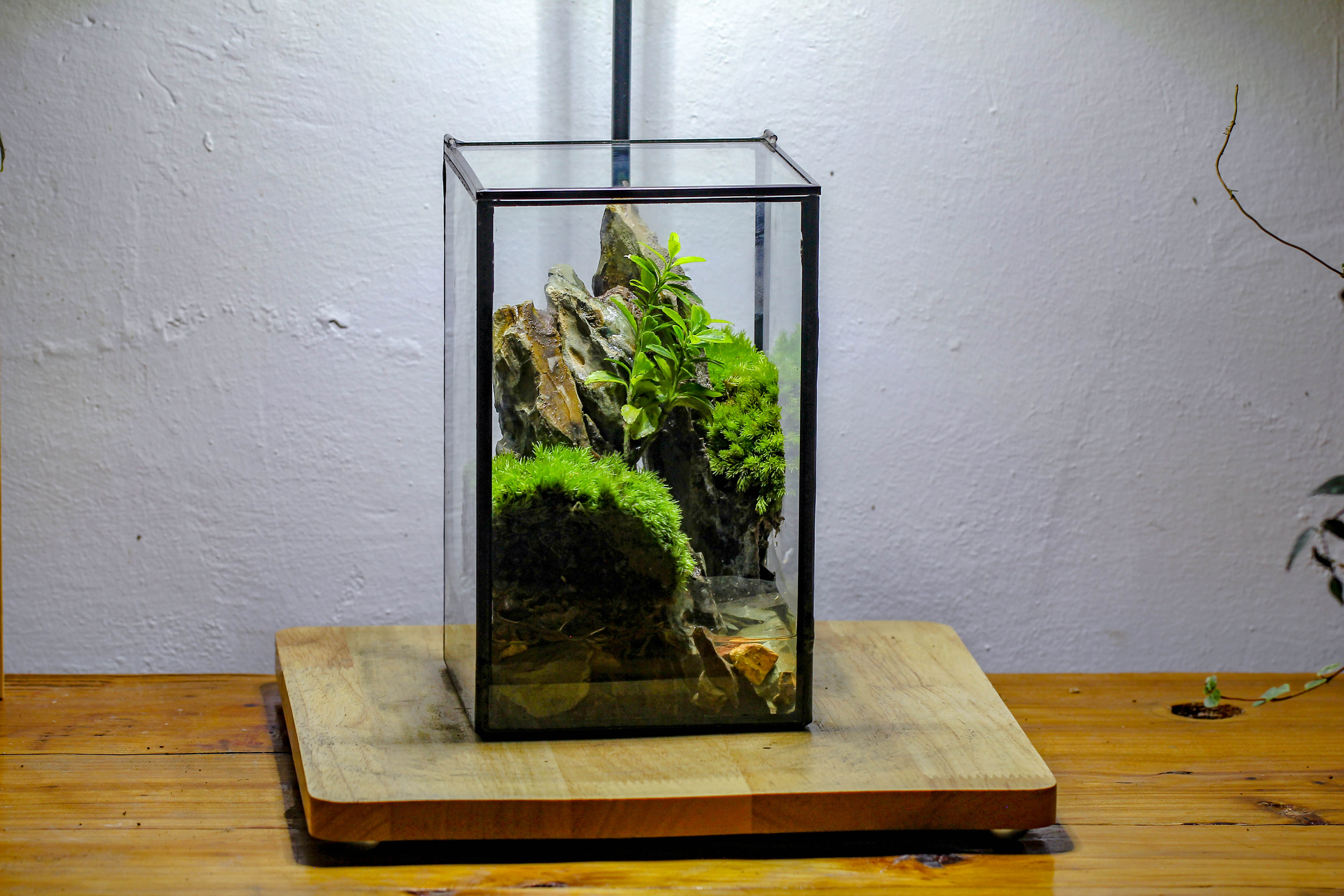 NCYP Watertight Close Geometric Glass Tin Terrarium, for small waterpond, moss landscape, Live Miniature, water pond, miniature - NCYPgarden