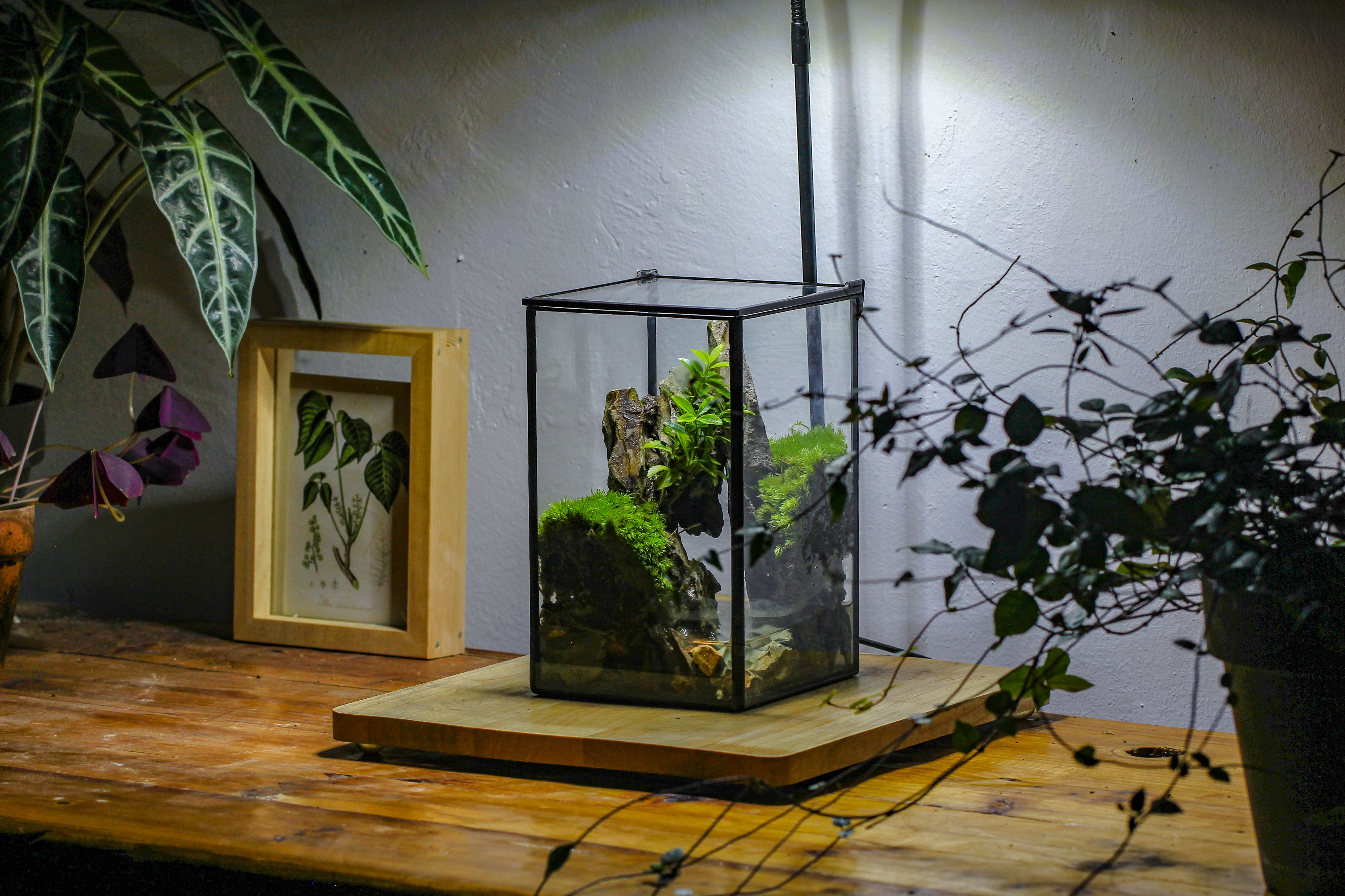 NCYP Watertight Close Geometric Glass Tin Terrarium, for small waterpond, moss landscape, Live Miniature, water pond, miniature - NCYPgarden