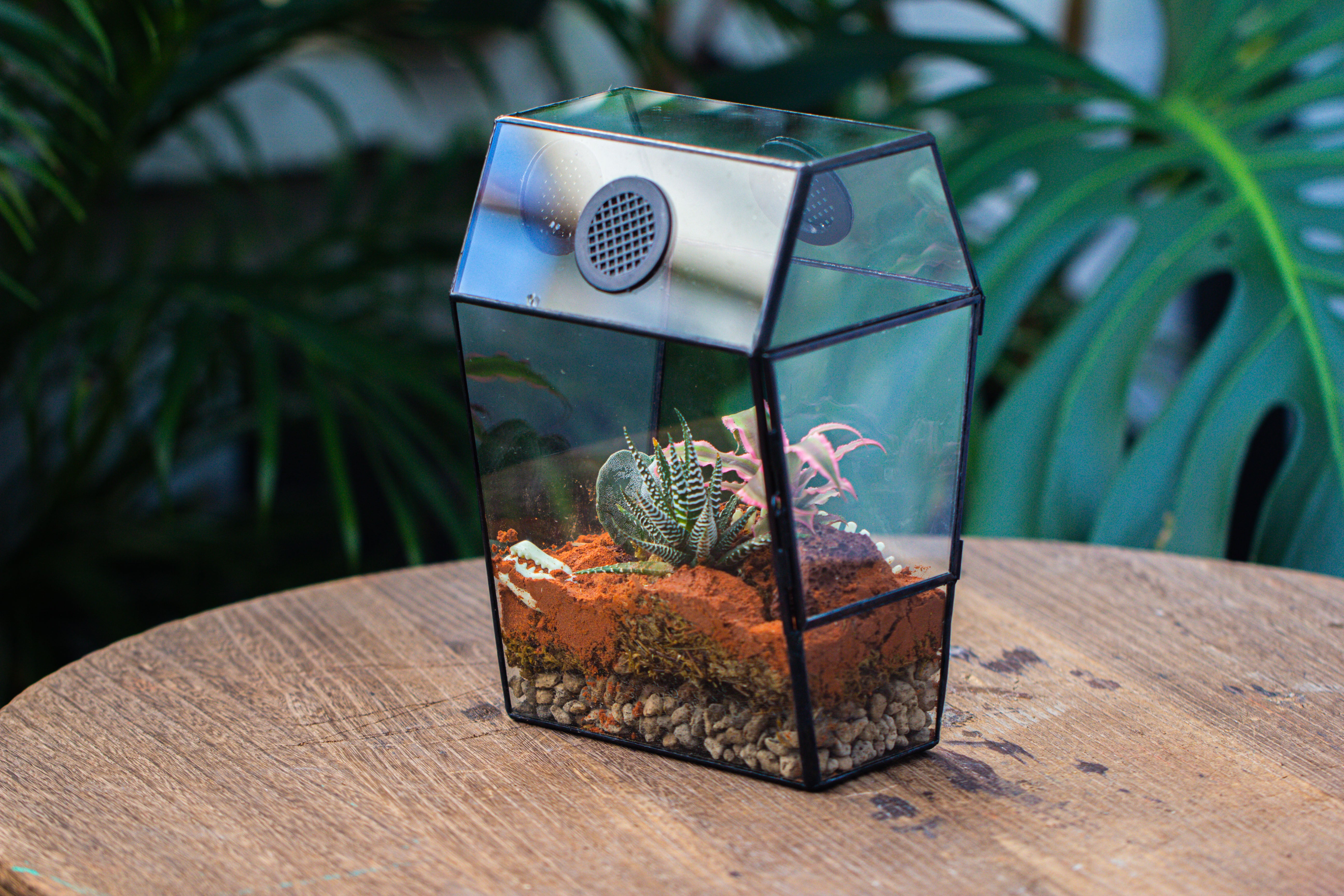 Coffin-Shaped Tin Glass Terrarium Enclosure, Gothic Style, for Jumping Spider, Insects, Snails - NCYPgarden