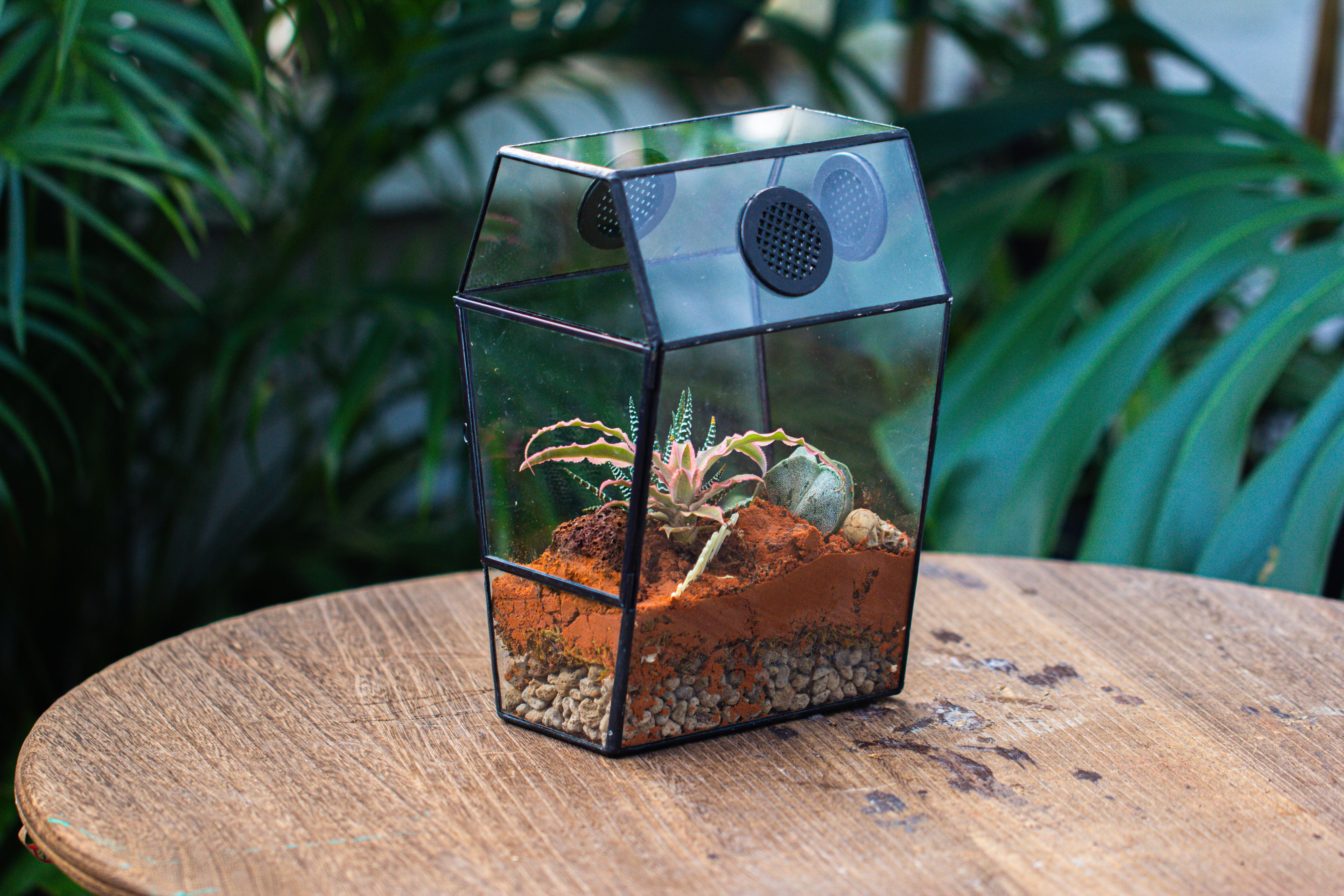 Coffin-Shaped Tin Glass Terrarium Enclosure, Gothic Style, for Jumping Spider, Insects, Snails - NCYPgarden