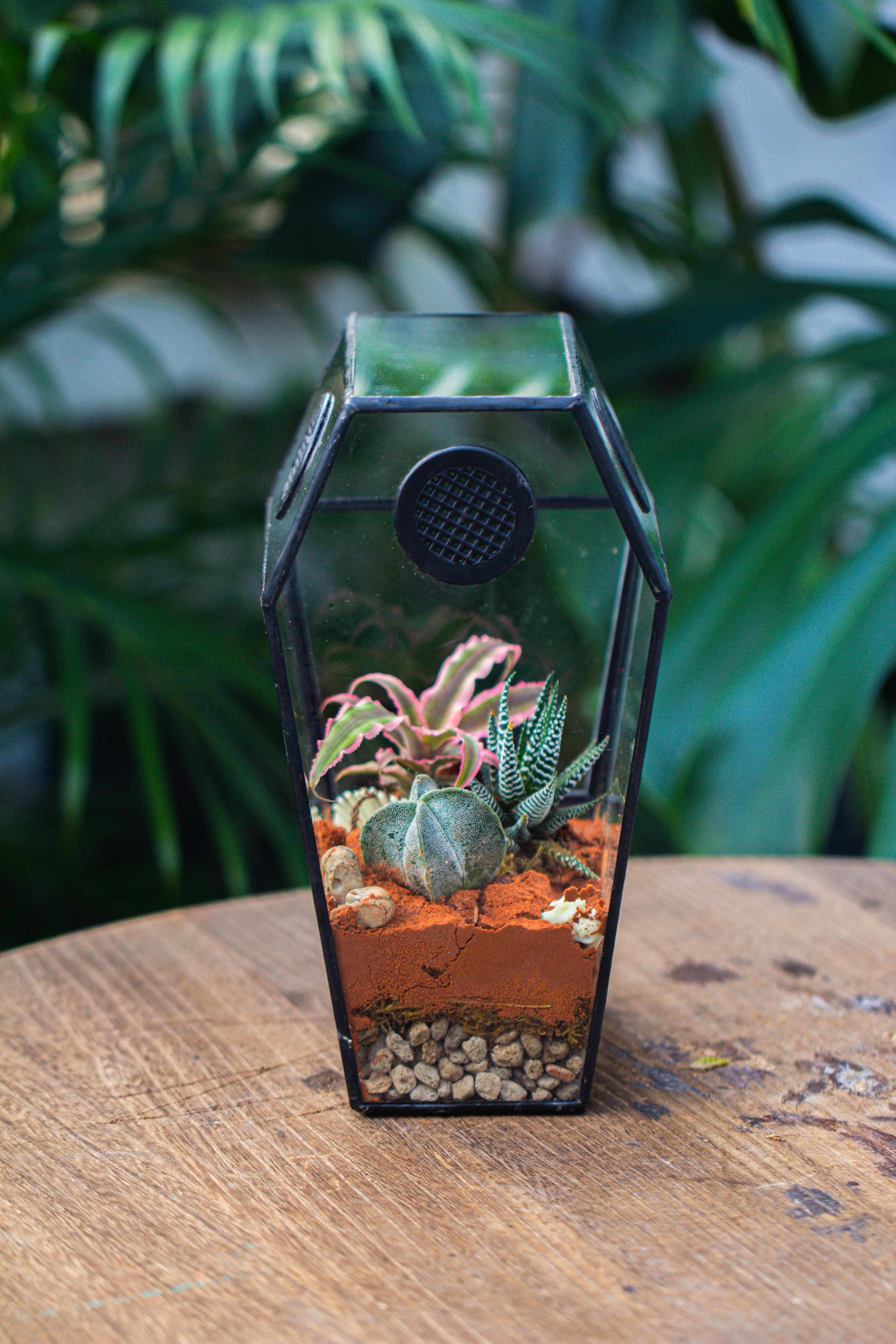 Coffin-Shaped Tin Glass Terrarium Enclosure, Gothic Style, for Jumping Spider, Insects, Snails - NCYPgarden