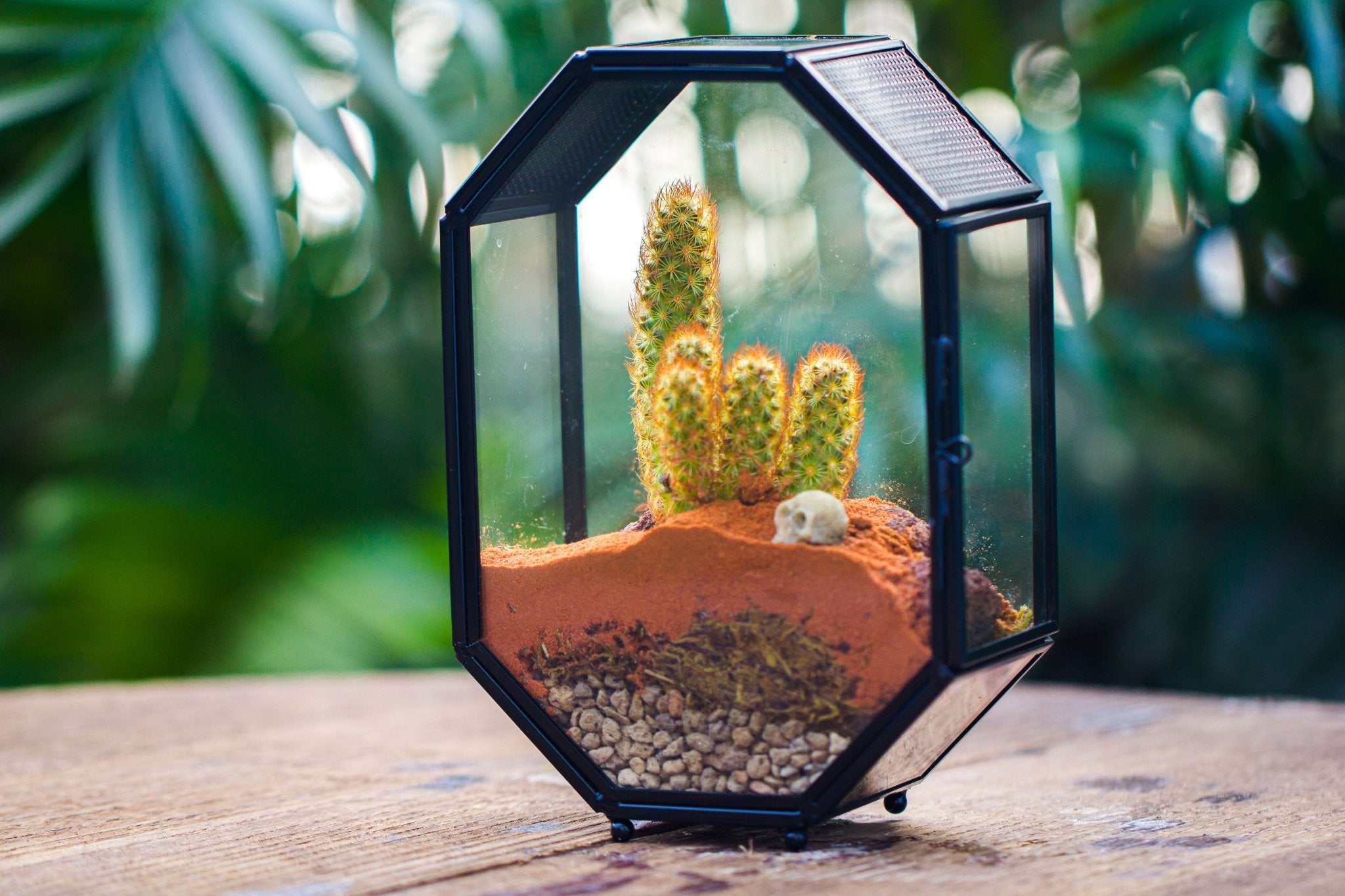 plants for jumping spider enclosure Mini 5x7 inches Octagon Shape Glass Geometric Terrarium Enclosure with Side Vent for Small Insect, Jumping Spider SO01E1