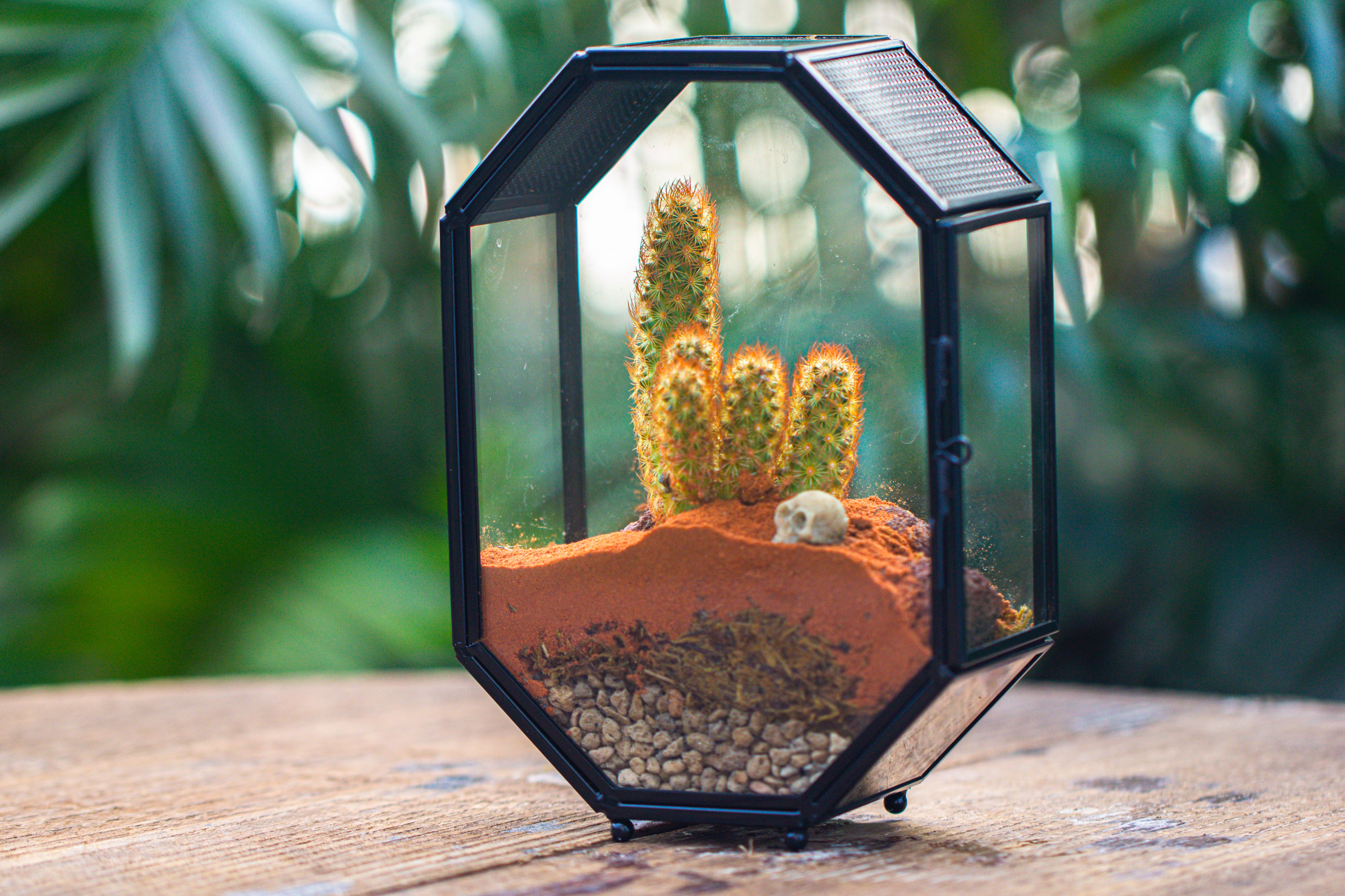 Mini 5x7 inches Octagon Shape Glass Geometric Terrarium Enclosure with Side Vent  for Small Insect, Jumping Spider - NCYPgarden
