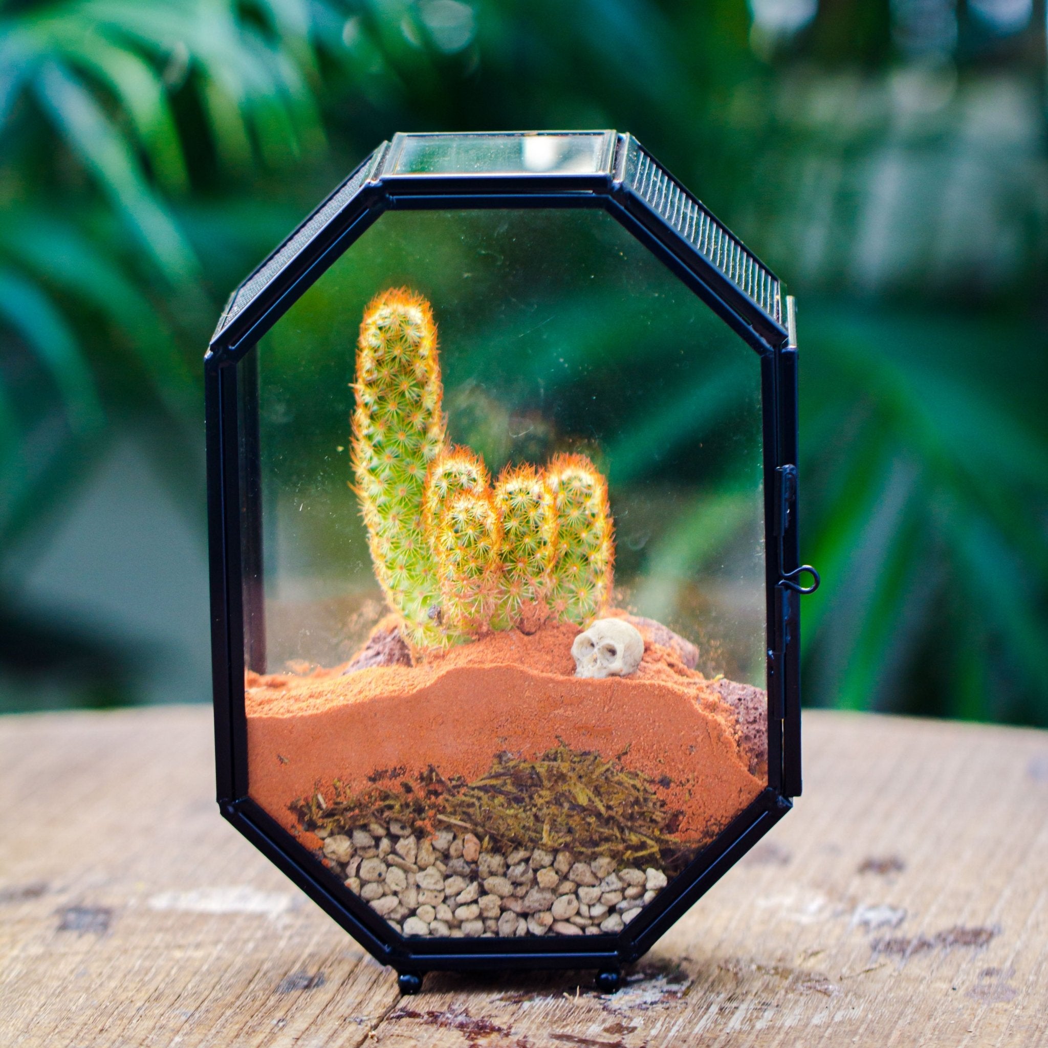 succulents lava rock Grey White Horticultural Lava Rock Volcanic Rock