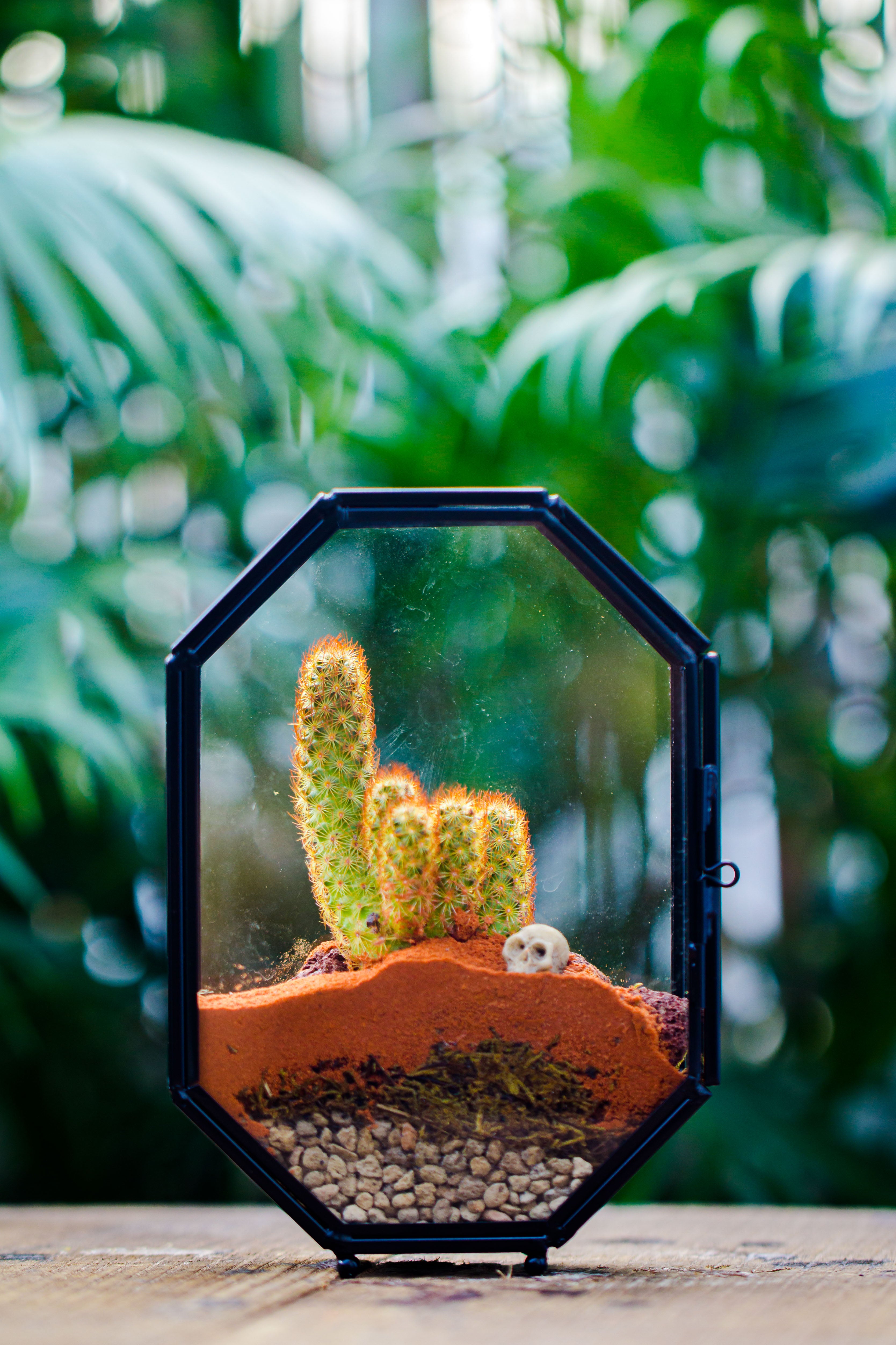 Mini 5x7 inches Octagon Shape Glass Geometric Terrarium Enclosure with Side Vent  for Small Insect, Jumping Spider - NCYPgarden
