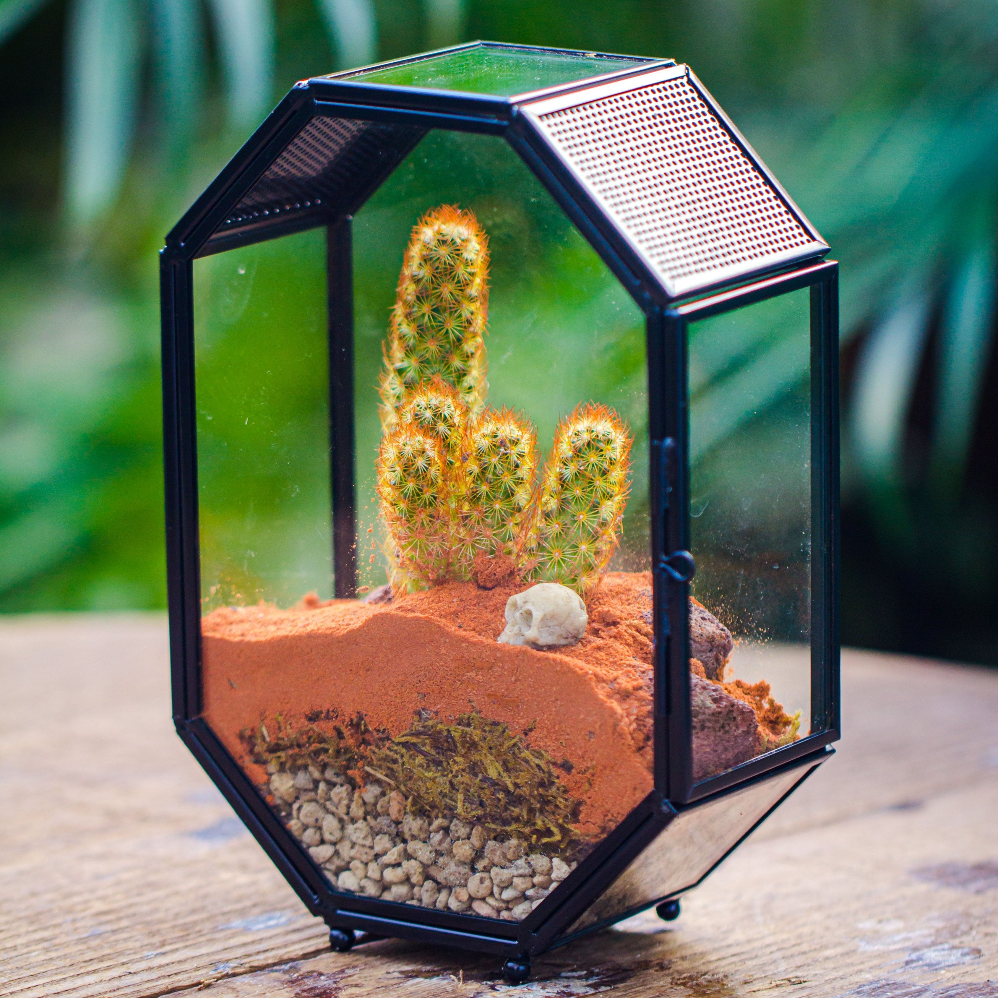 Mini 5x7 inches Octagon Shape Glass Geometric Terrarium Enclosure with Side Vent  for Small Insect, Jumping Spider - NCYPgarden