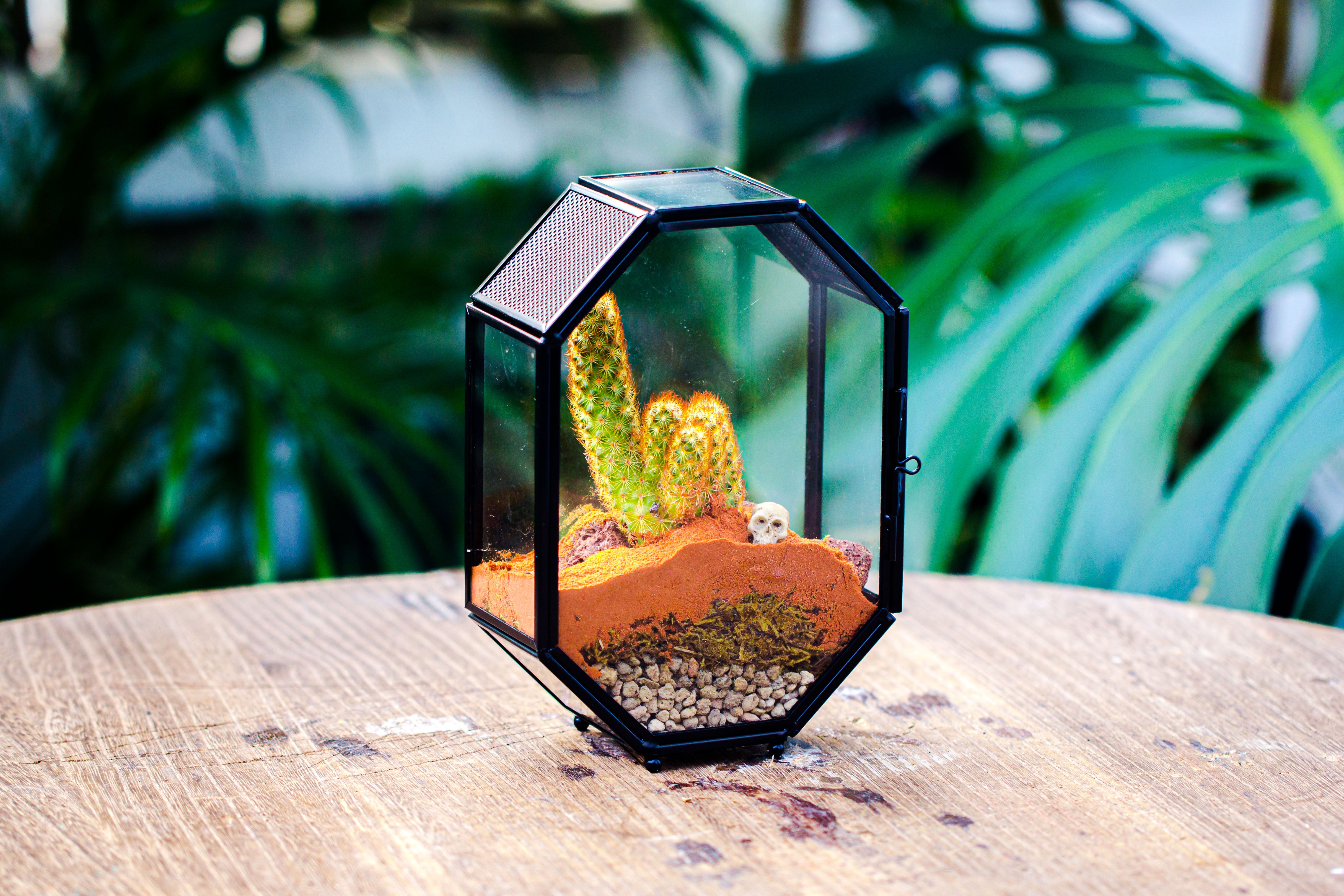 Mini 5x7 inches Octagon Shape Glass Geometric Terrarium Enclosure with Side Vent  for Small Insect, Jumping Spider - NCYPgarden