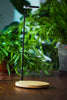 NCYP Customizable Tabletop Natural Wood Round Board LED Grow Display Light Indoor 10W for Terrarium Succulent Fern Bonsai Moss   -40cm - NCYPgarden