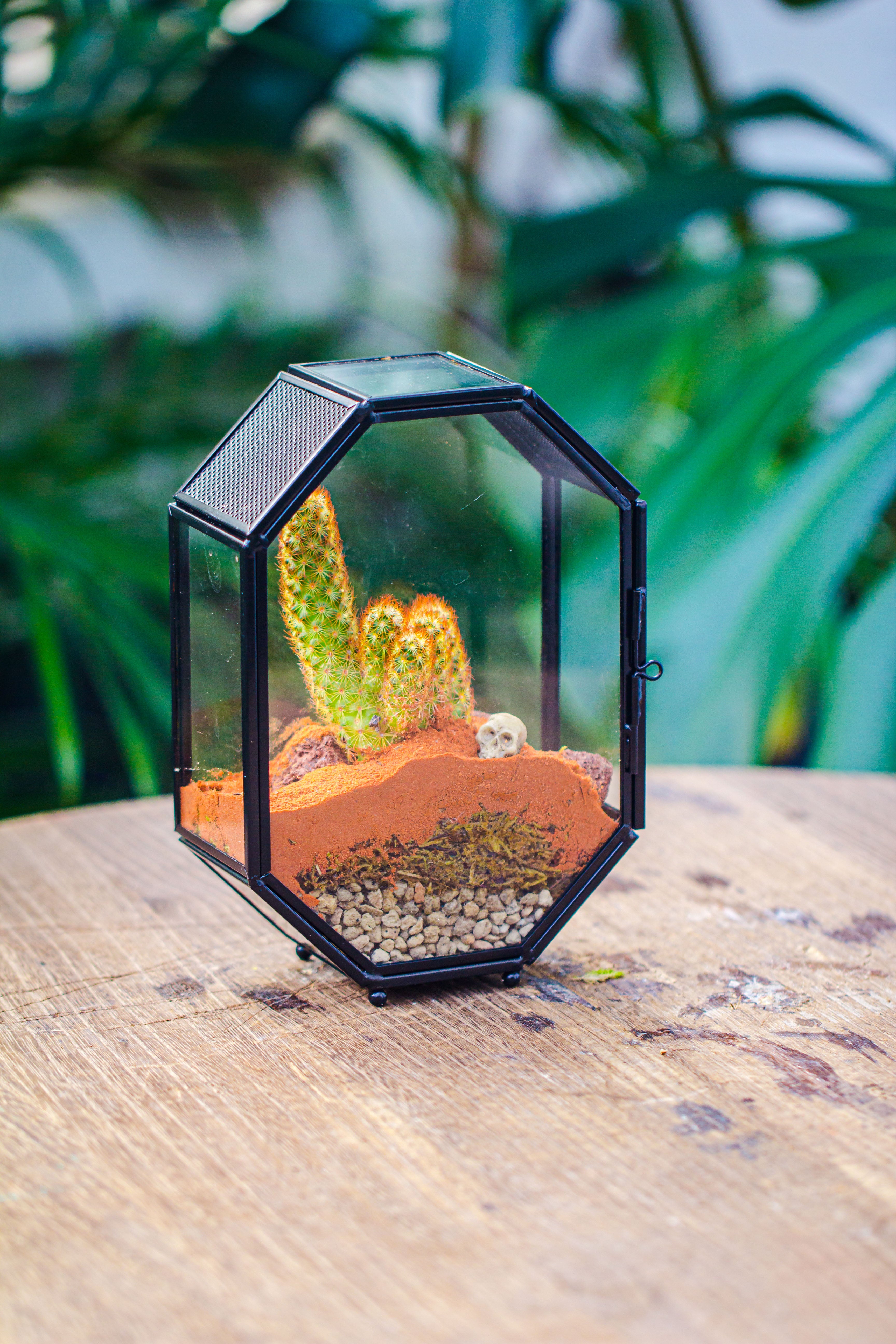 Mini 5x7 inches Octagon Shape Glass Geometric Terrarium Enclosure with Side Vent  for Small Insect, Jumping Spider - NCYPgarden