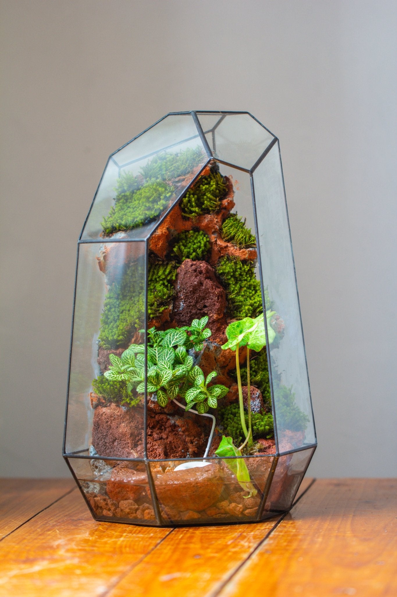 Handmade Extra Large Tall Irregular Glass Geometric Terrarium，Open, Waterproof, with Wire hole - NCYPgarden