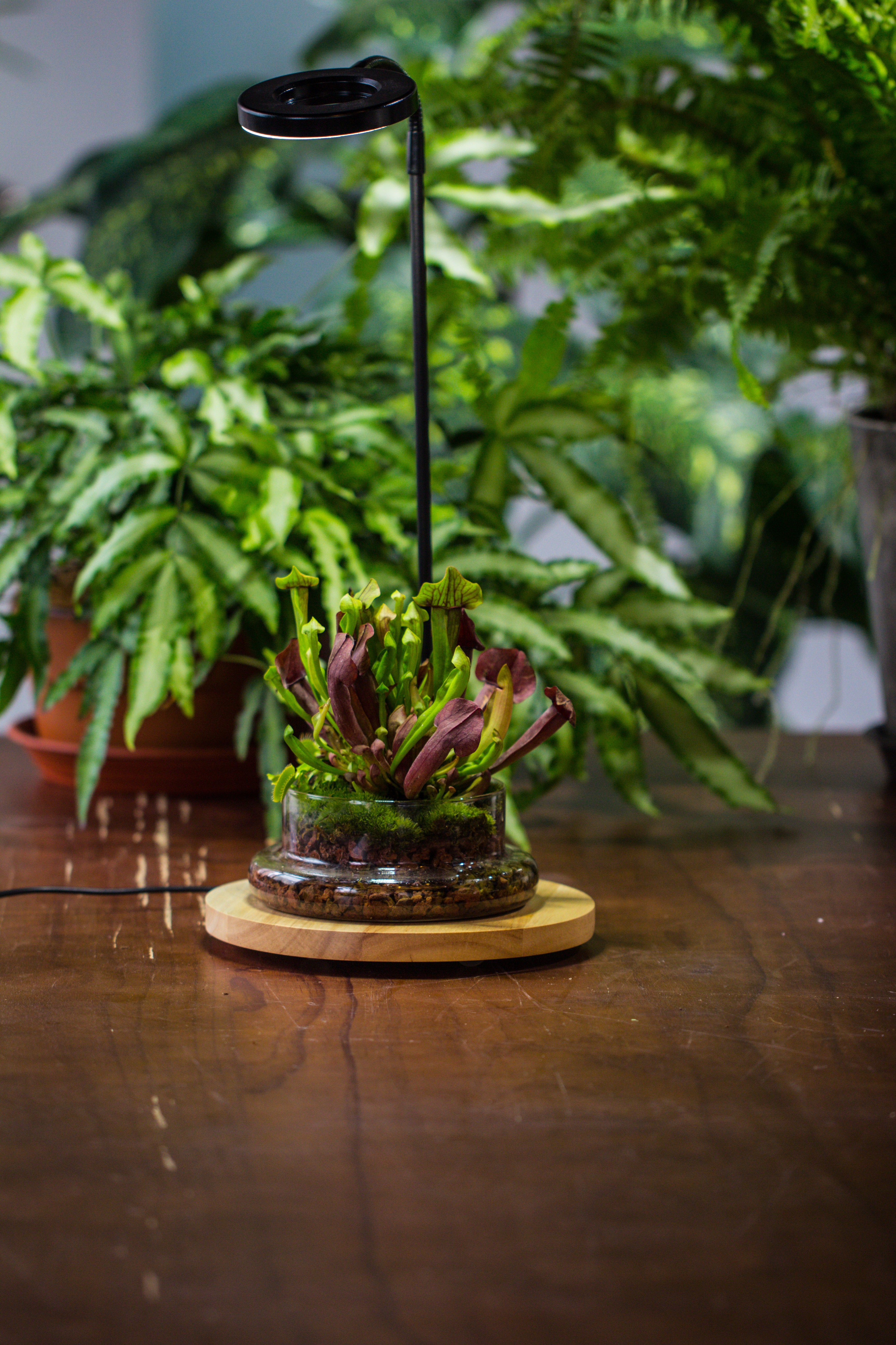 NCYP Customizable Tabletop Natural Wood Round Board LED Grow Display Light Indoor 10W for Terrarium Succulent Fern Bonsai Moss  -30cm - NCYPgarden