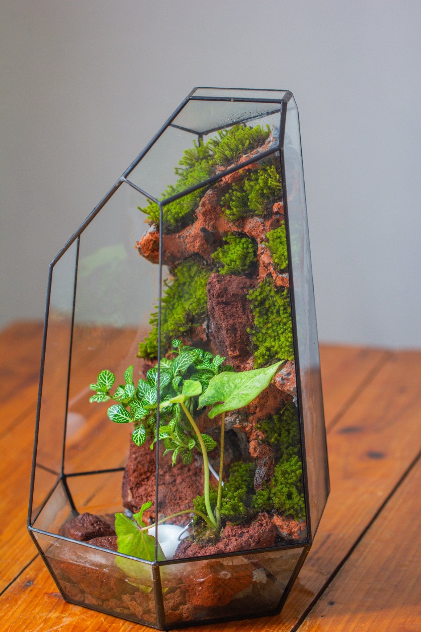 Handmade Extra Large Tall Irregular Glass Geometric Terrarium，Open, Waterproof, with Wire hole - NCYPgarden