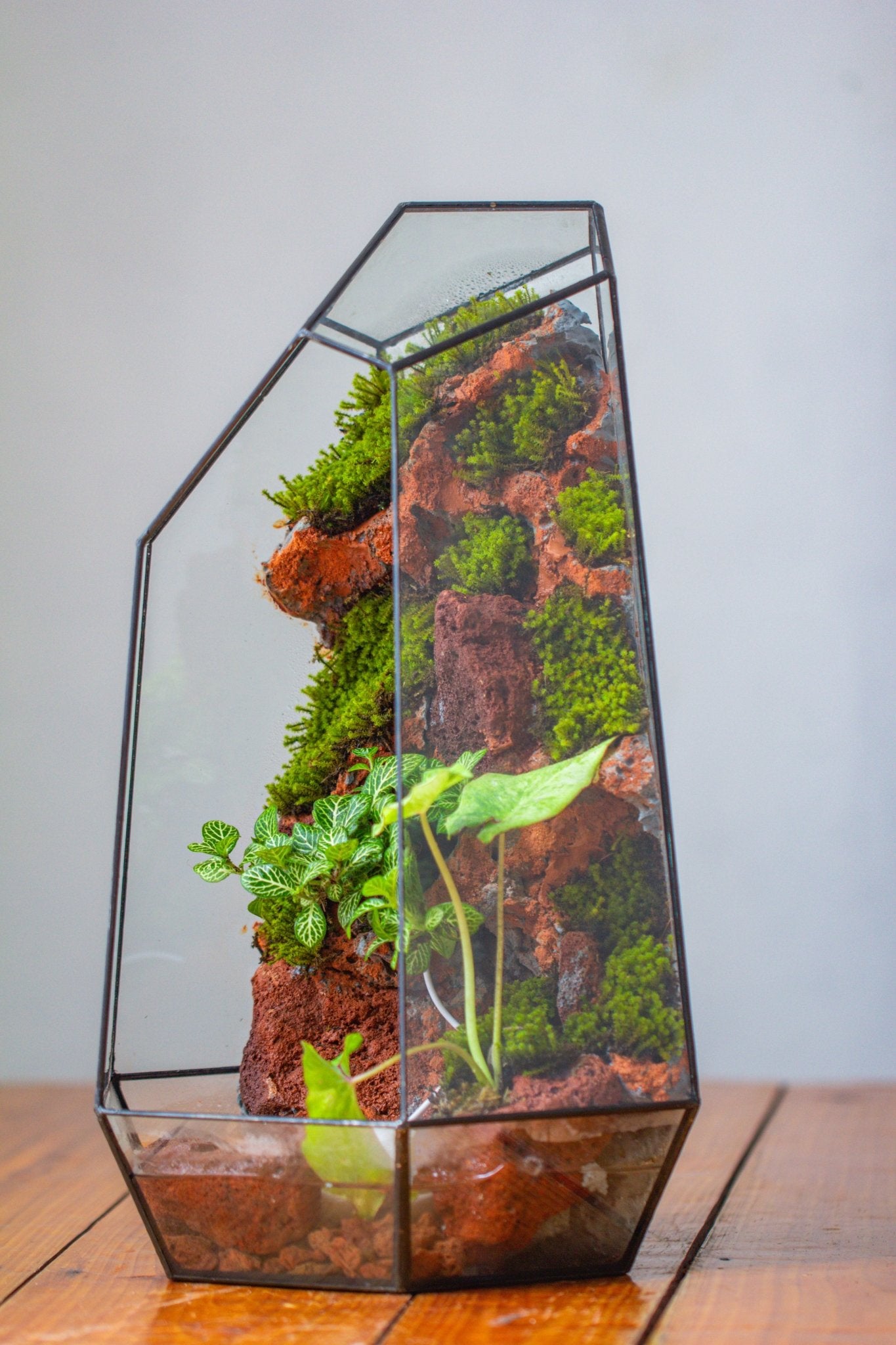 Handmade Extra Large Tall Irregular Glass Geometric Terrarium，Open, Waterproof, with Wire hole - NCYPgarden