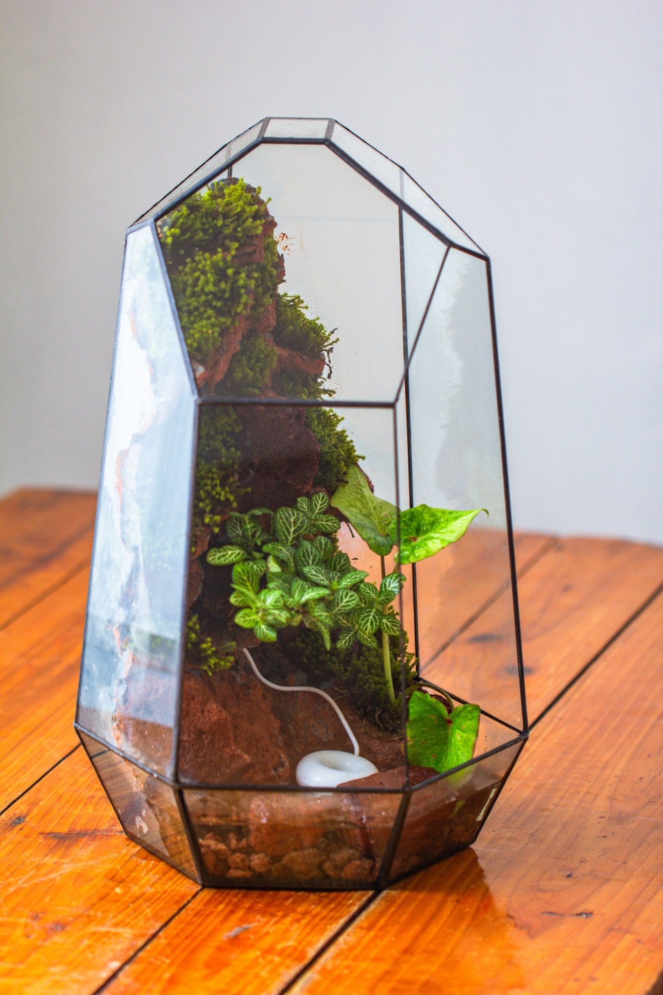 Handmade Extra Large Tall Irregular Glass Geometric Terrarium，Open, Waterproof, with Wire hole - NCYPgarden